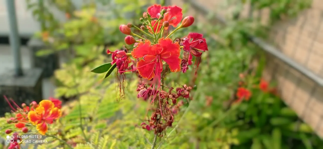 Red Bird Of Paradise (Caesalpinia Pulcherrima) — shrub for full; adding to the ecological value of the landscape, image 133