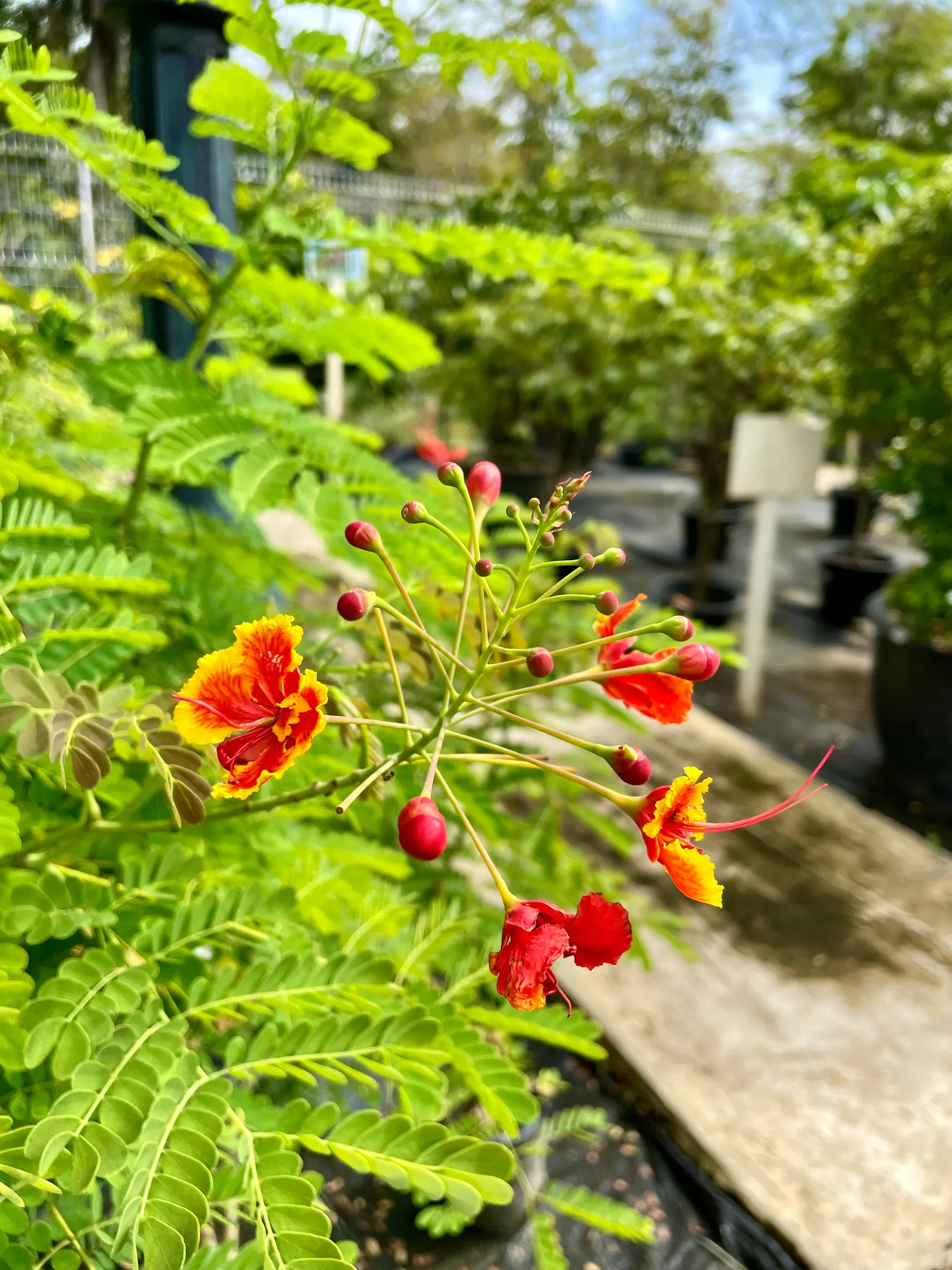Red Bird Of Paradise (Caesalpinia Pulcherrima) — scientifically known as Caesalpinia pulcherrima; during the first growing season, image 119