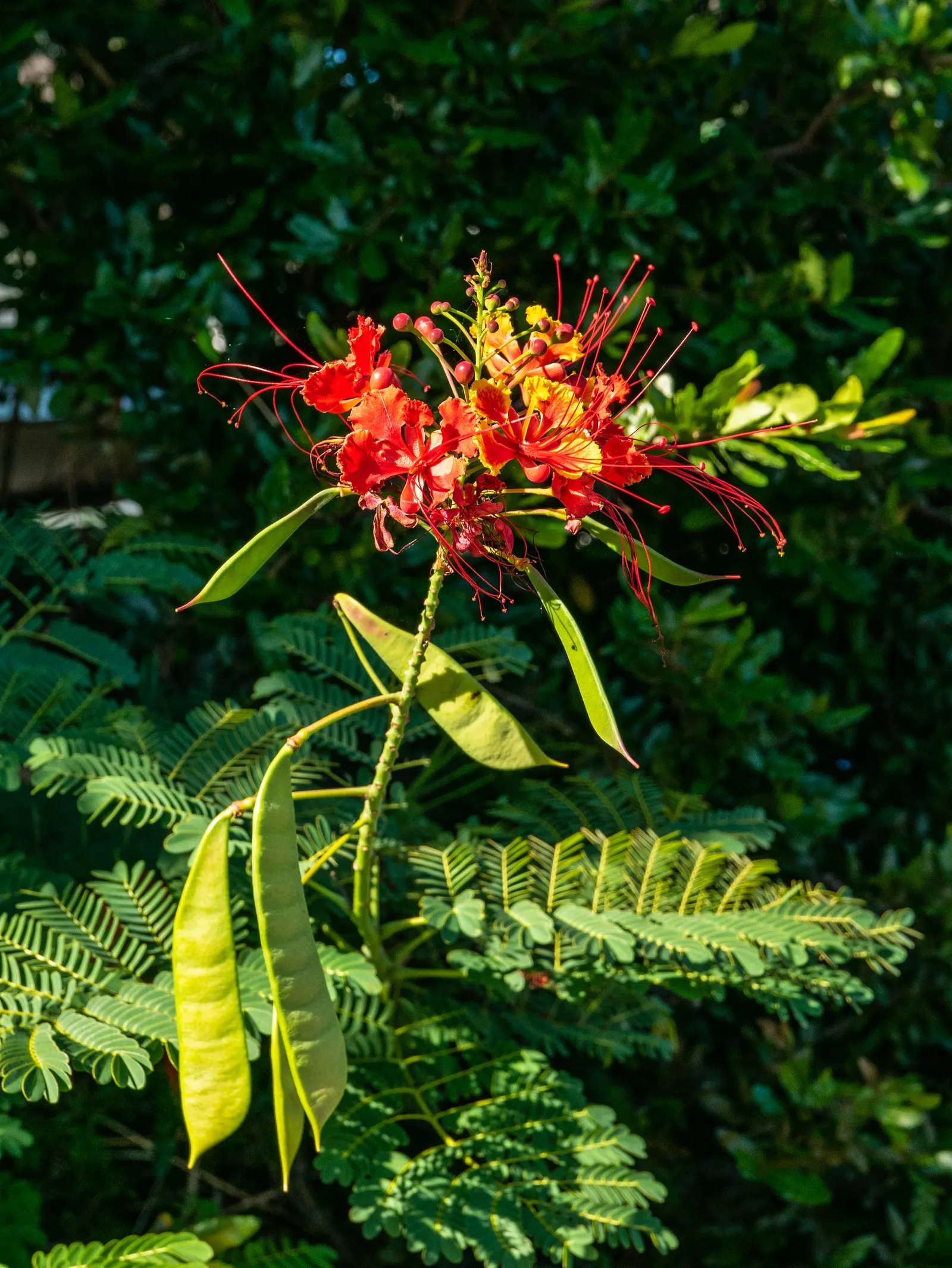 Red Bird Of Paradise (Caesalpinia Pulcherrima) — this plant provides a medium-sized focal point in a garden