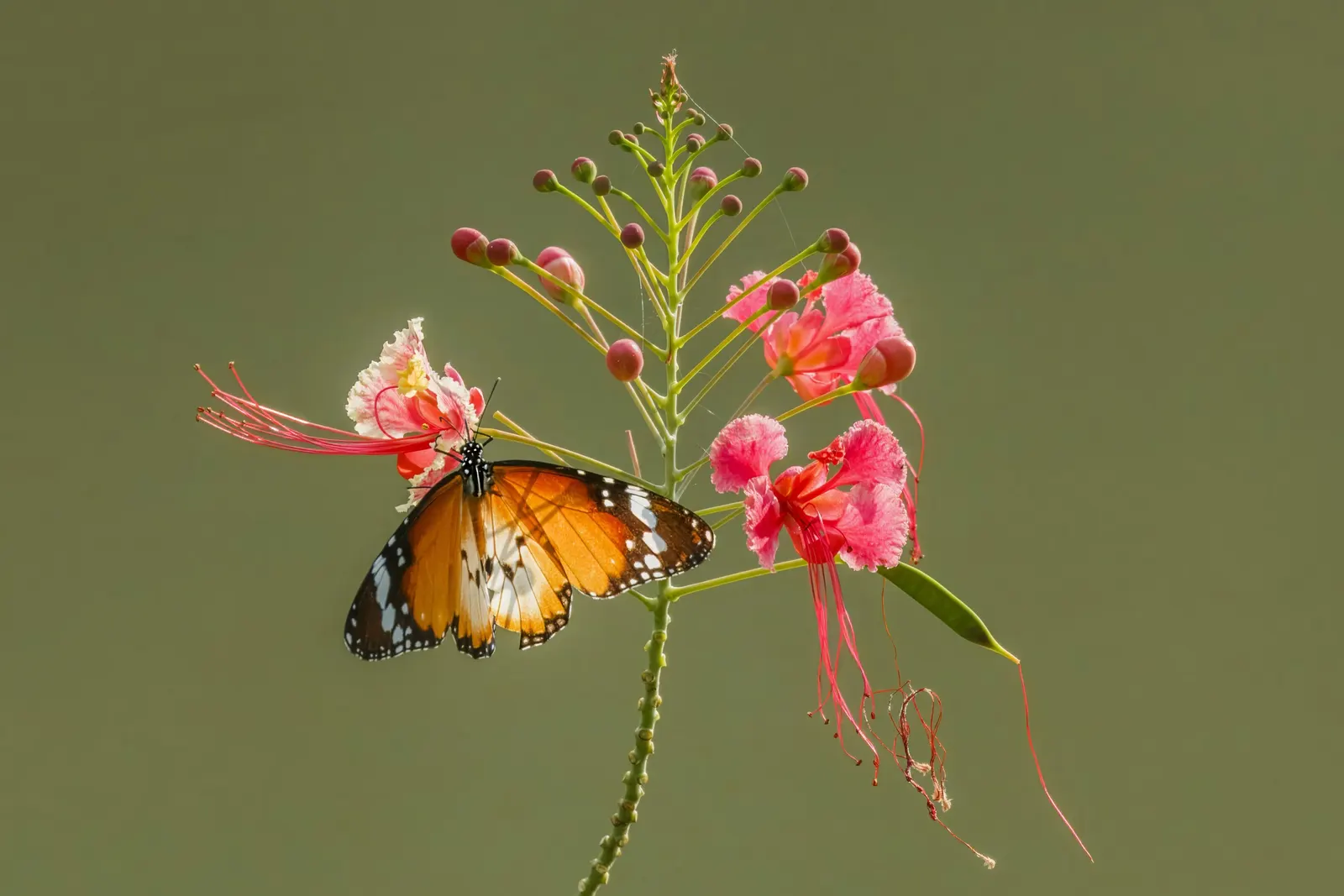 Red Bird Of Paradise (Caesalpinia Pulcherrima) — flourishing up to 5 feet tall and wide; pruning encourages denser growth and more blooms, creating, image 39