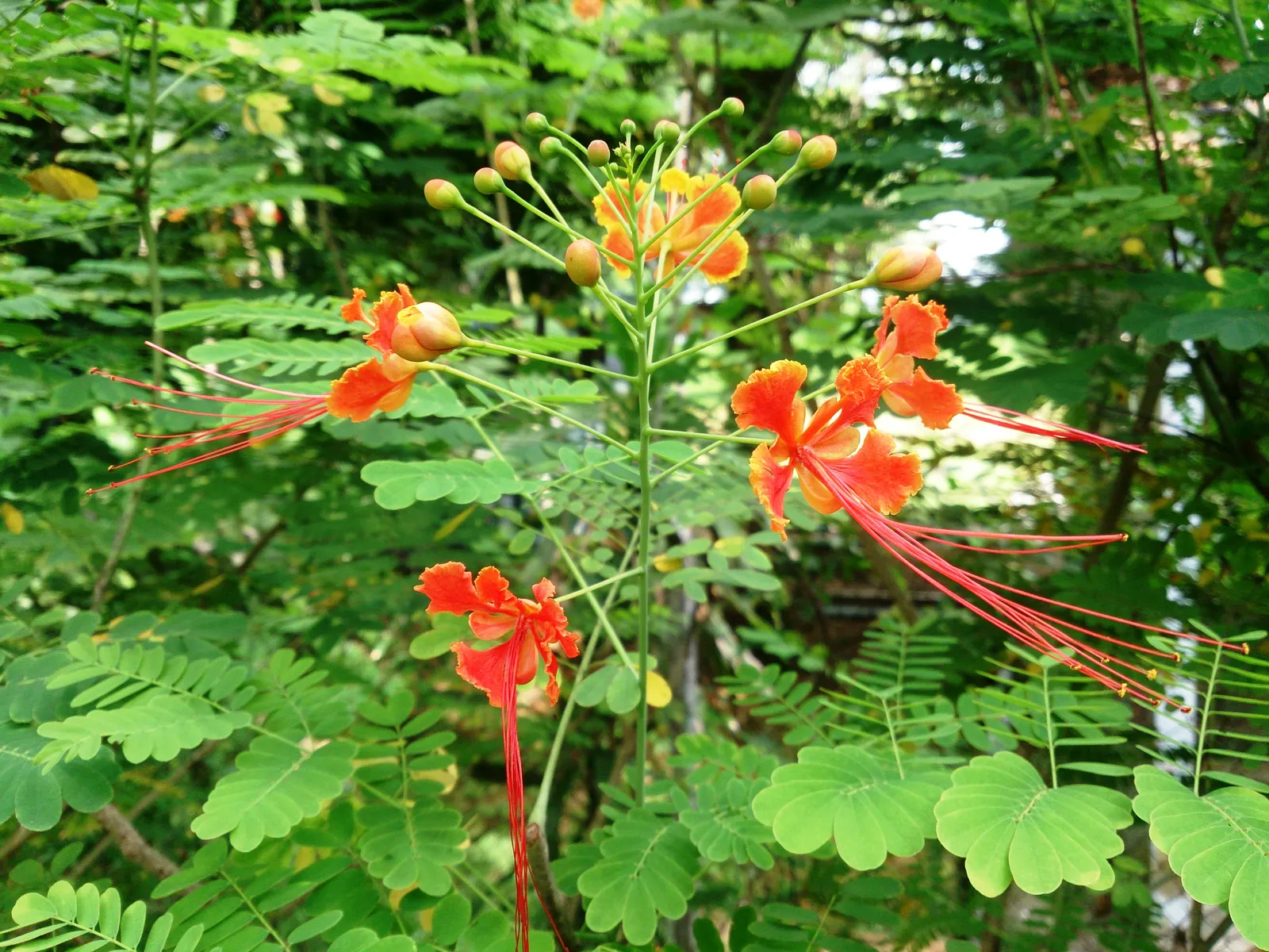 Red Bird Of Paradise (Caesalpinia Pulcherrima) — During the first growing season; ideally amounting to around 1 inch of water weekly, image 108