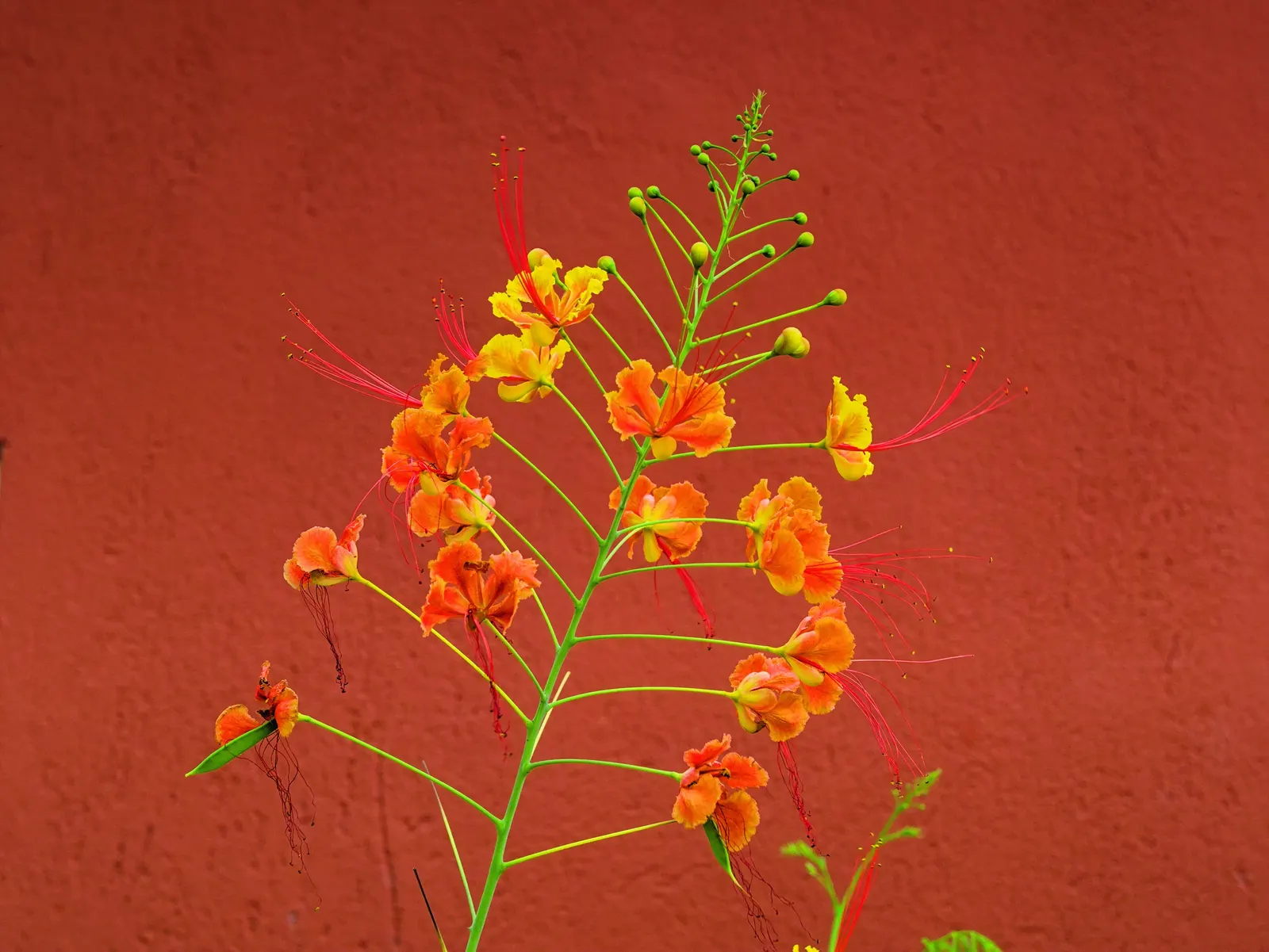 Red Bird Of Paradise (Caesalpinia Pulcherrima) — this plant provides a medium-sized focal point in a garden; for optimal display and health, image 84