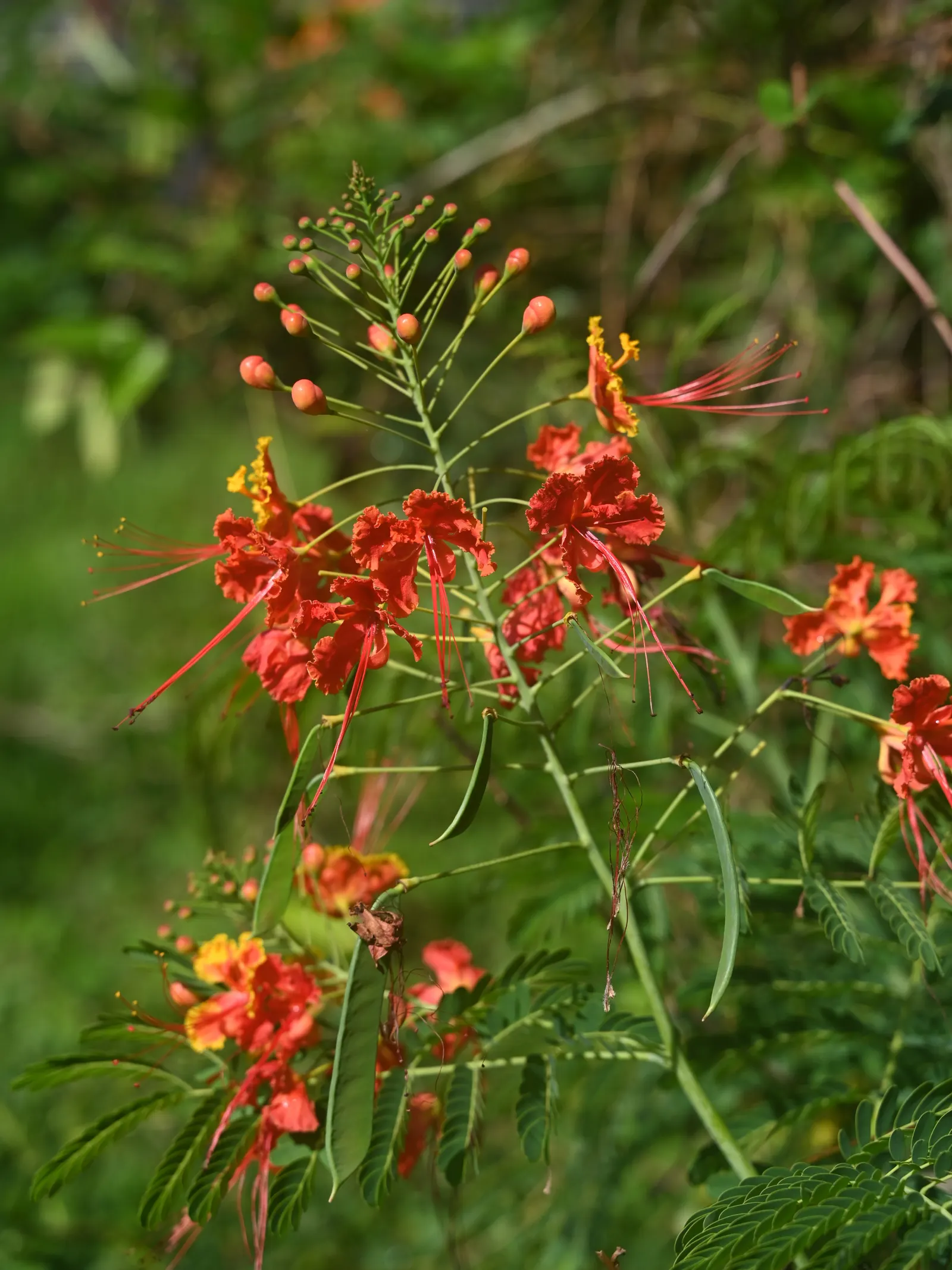 Red Bird Of Paradise (Caesalpinia Pulcherrima) — is a breathtakingly colorful flowering plant that brings a touch of tropical vibrancy to any, image 63