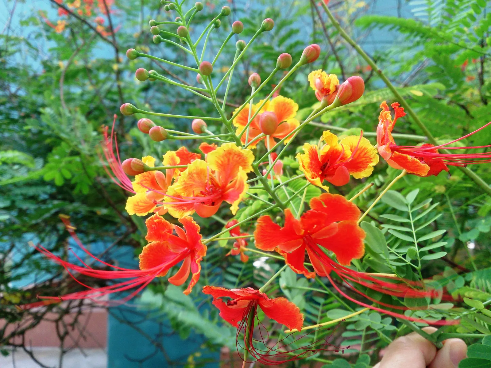 Red Bird Of Paradise (Caesalpinia Pulcherrima) — flourishing up to 5 feet tall and wide; pruning encourages denser growth and more blooms, creating, image 96