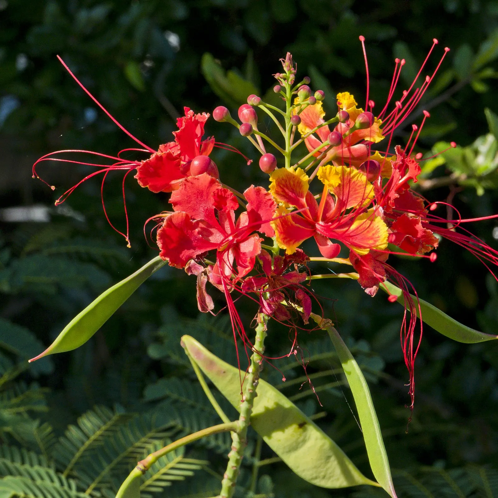 Red Bird Of Paradise (Caesalpinia Pulcherrima) — Standing at a mature height between 6 to 10 feet with a similar spread; this plant provides a, image 121