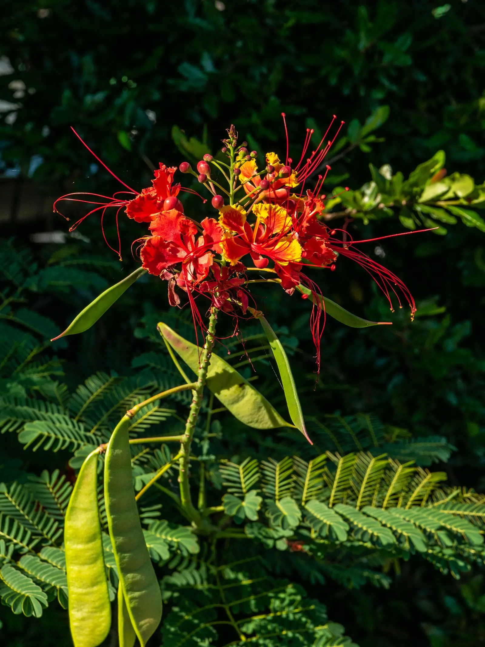 Red Bird Of Paradise (Caesalpinia Pulcherrima) — flourishing up to 5 feet tall and wide; pruning encourages denser growth and more blooms, creating, image 58