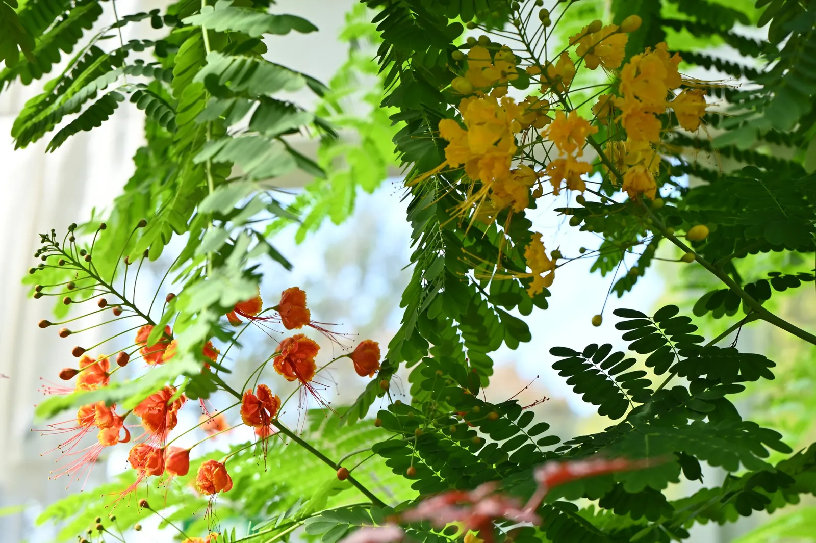 Red Bird Of Paradise (Caesalpinia Pulcherrima) — shrub for full; adding to the ecological value of the landscape, image 114