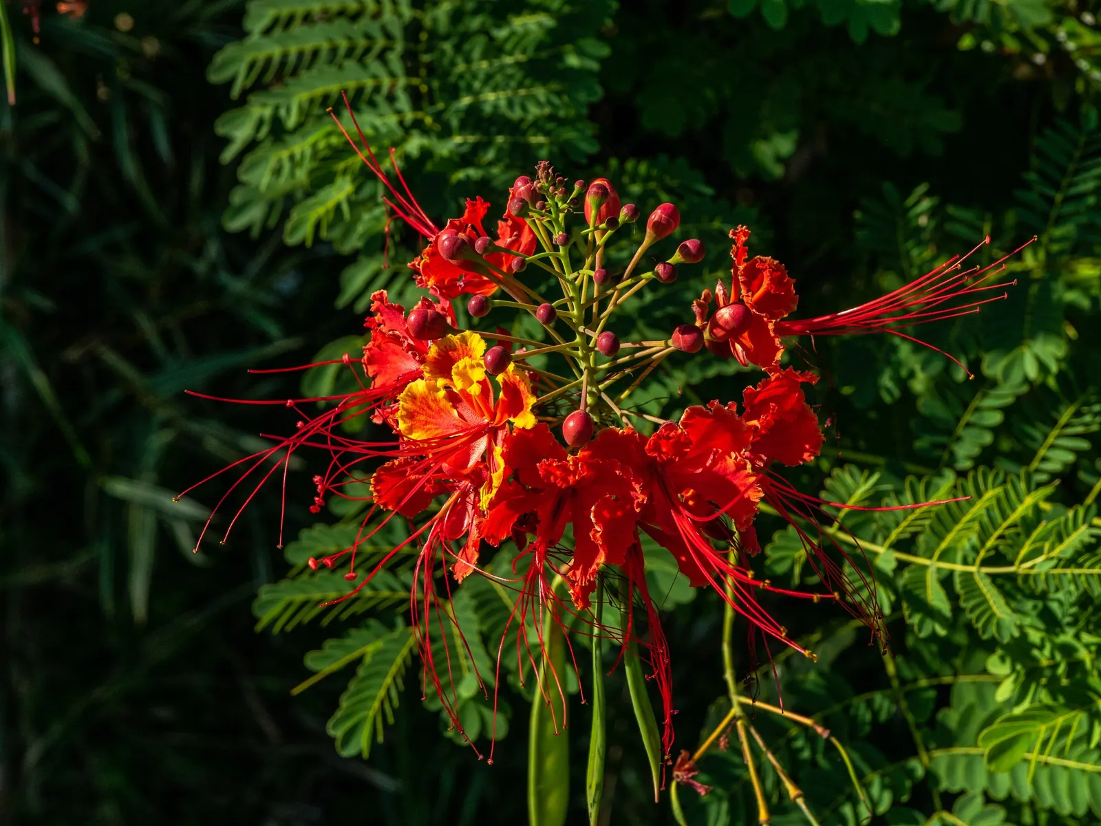 Red Bird Of Paradise (Caesalpinia Pulcherrima) — providing a delicate backdrop to the vibrant flowers; shrub for full, image 128