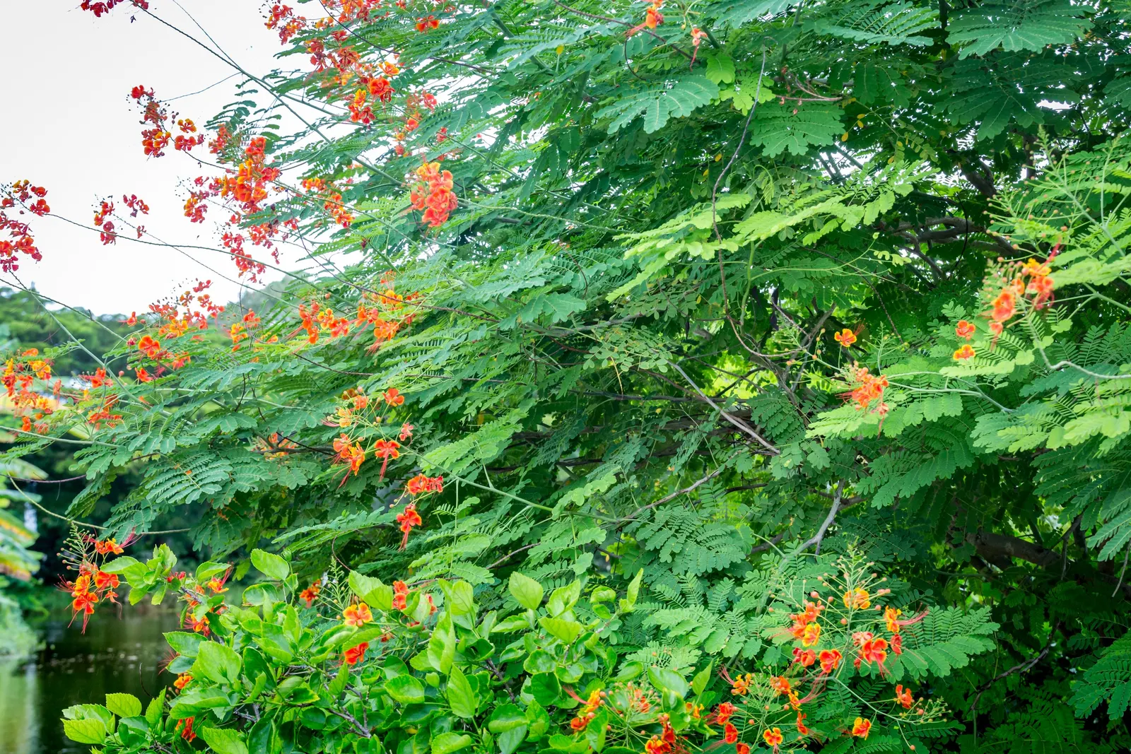 Red Bird Of Paradise (Caesalpinia Pulcherrima) — adding to the ecological value of the landscape; providing a delicate backdrop to the vibrant, image 111