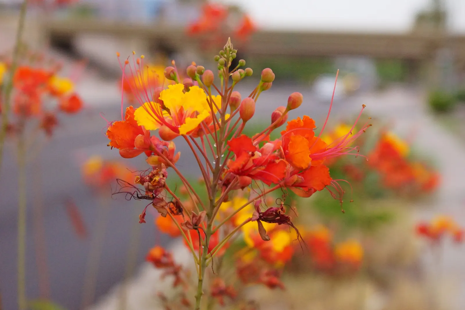 Red Bird Of Paradise (Caesalpinia Pulcherrima) — Thriving in USDA zones 9-11, it prefers full sun and well-drained soil; the Red Bird of Paradise, image 135