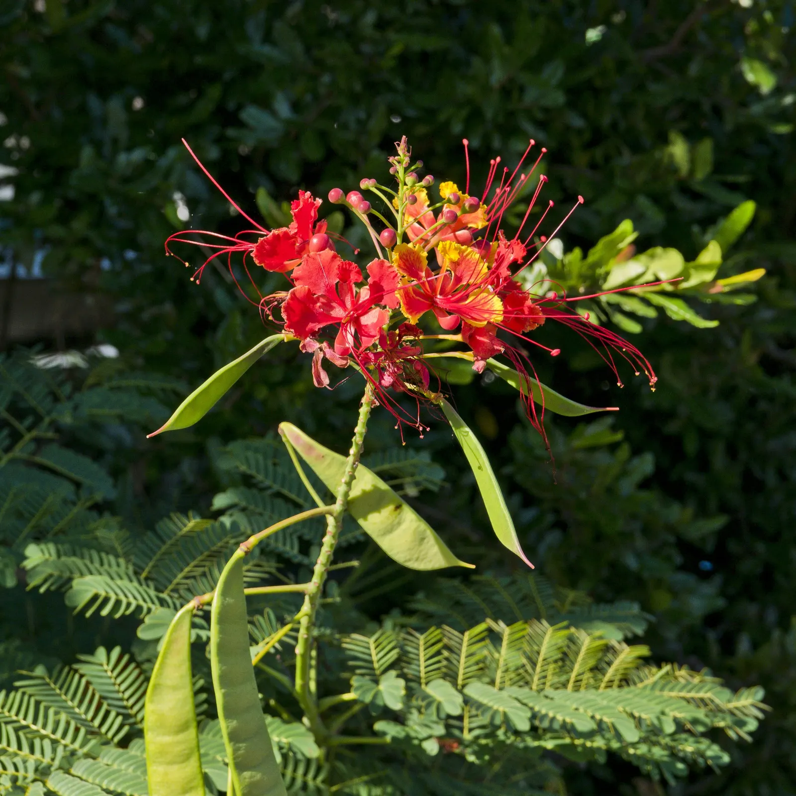 Red Bird Of Paradise (Caesalpinia Pulcherrima) — the Red Bird of Paradise requires well-drained soil and moderate watering