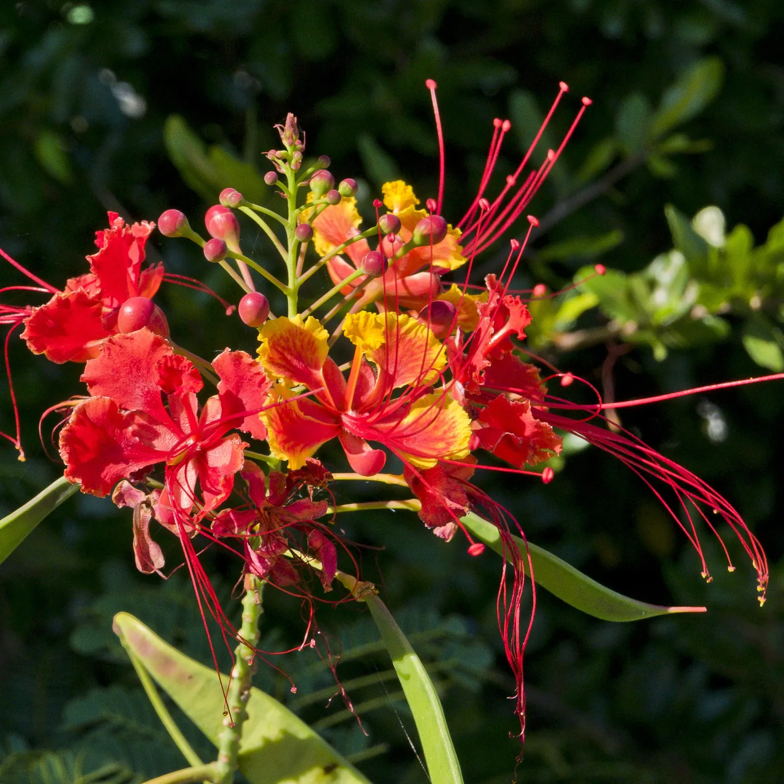 Red Bird Of Paradise (Caesalpinia Pulcherrima) — For optimal display and health; standing at a mature height between 6 to 10 feet with a similar, image 72