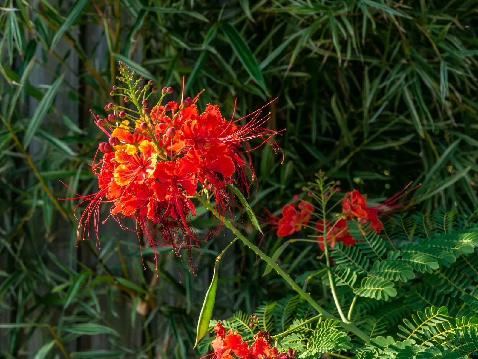 Red Bird Of Paradise (Caesalpinia Pulcherrima) — Low maintenance and drought-resistant, it's ideal for a warm, sunny landscape spot; shrub with, image 98