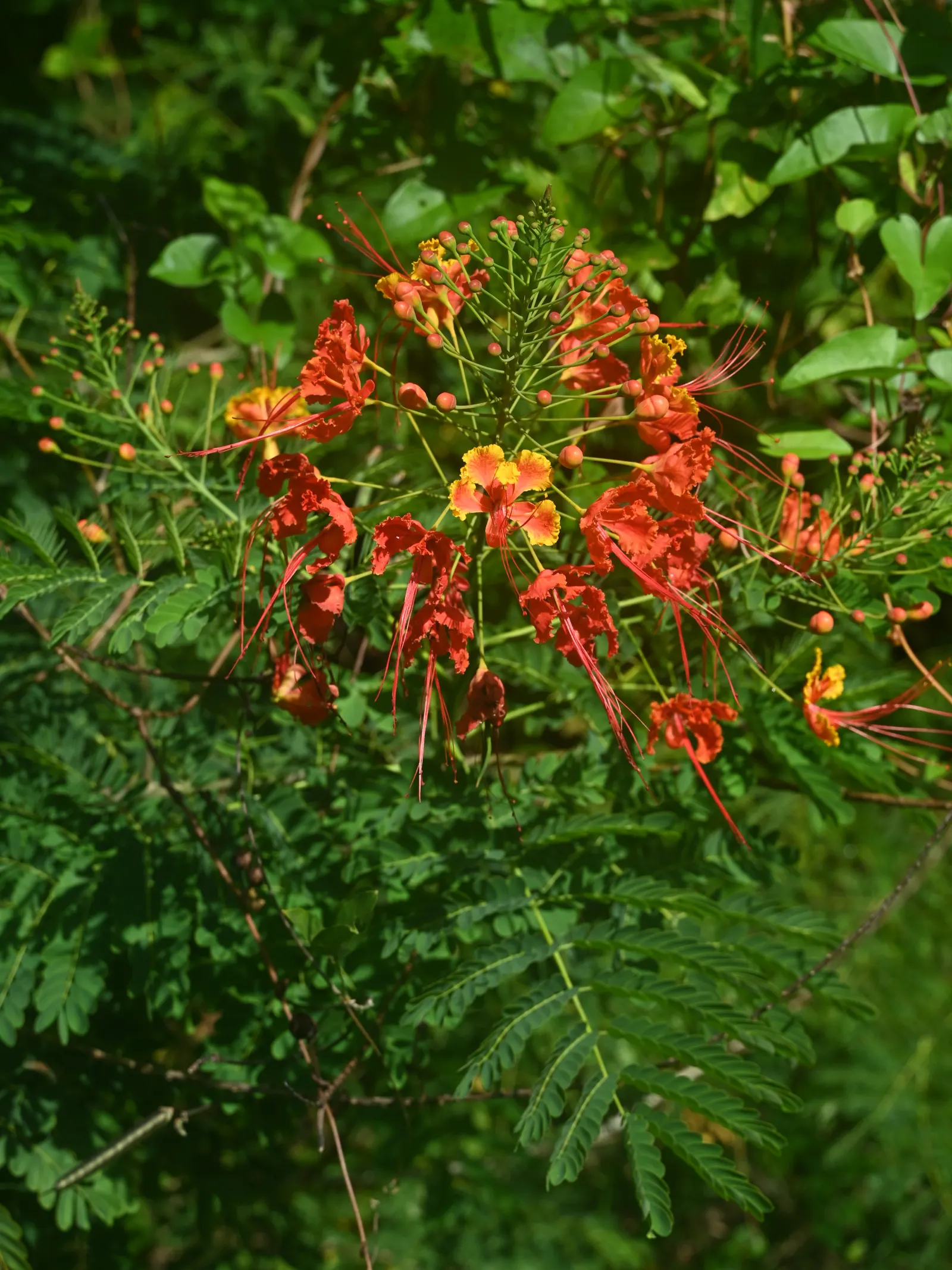 Red Bird Of Paradise (Caesalpinia Pulcherrima) — Thriving in USDA zones 9-11, it prefers full sun and well-drained soil; the Red Bird of Paradise, image 97
