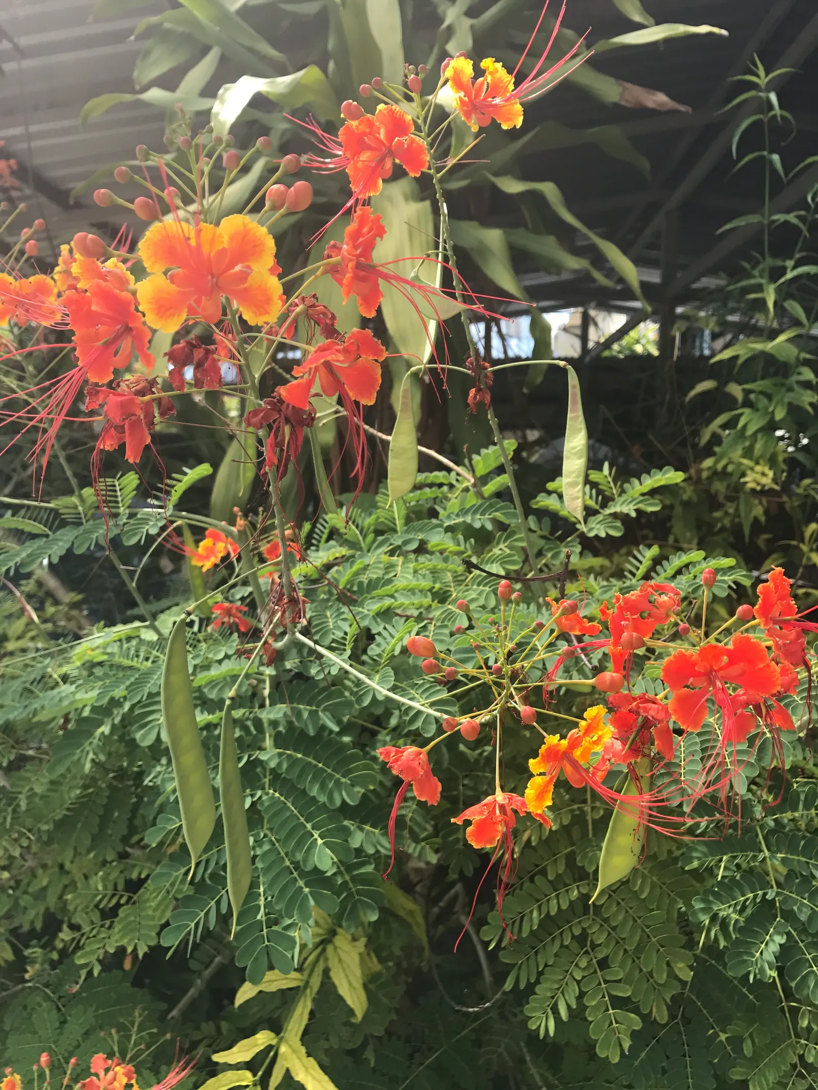 Red Bird Of Paradise (Caesalpinia Pulcherrima) — multi-colored and orange and red flowers in the garden; thriving in USDA zones 9-11, it prefers, image 55