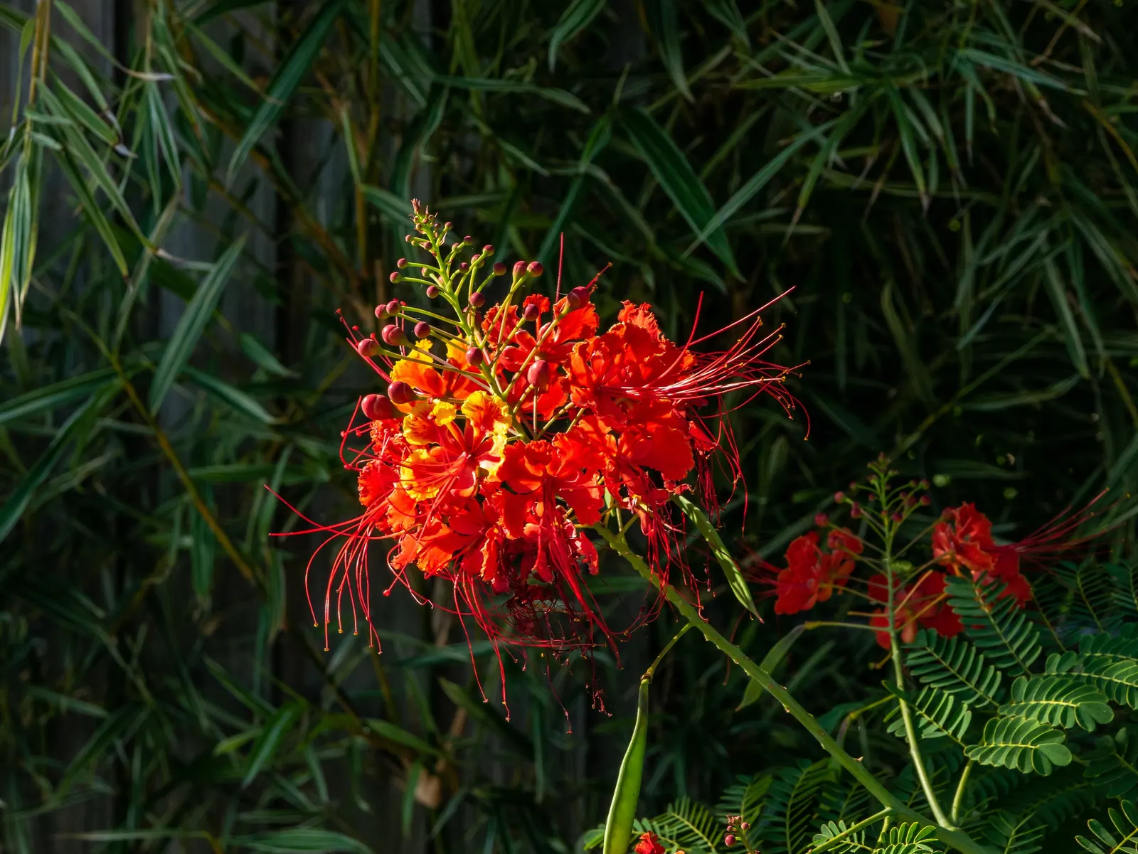 Red Bird Of Paradise (Caesalpinia Pulcherrima) — adding to the ecological value of the landscape; providing a delicate backdrop to the vibrant, image 73