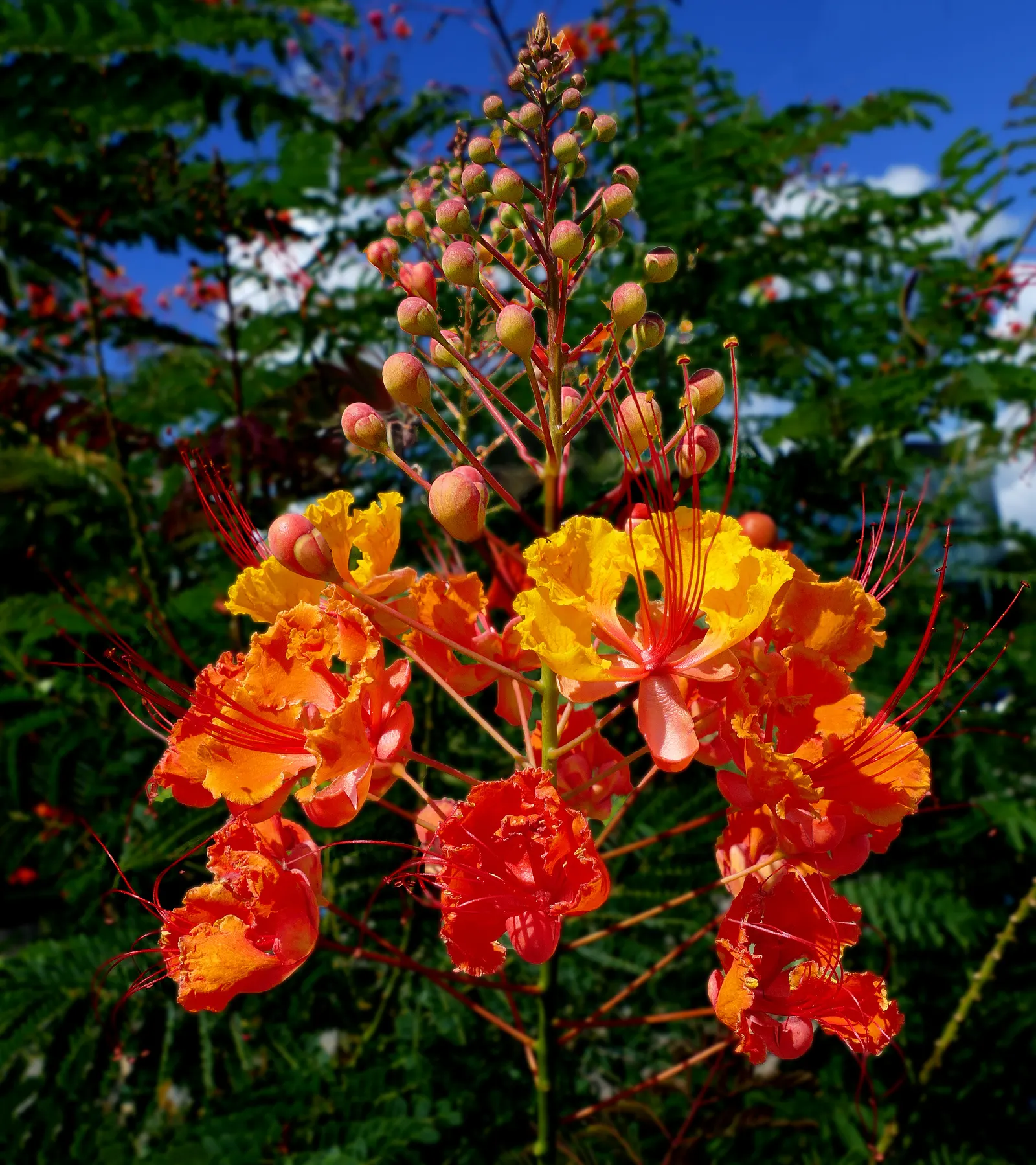 Red Bird Of Paradise (Caesalpinia Pulcherrima) — shrub for full; adding to the ecological value of the landscape, image 57