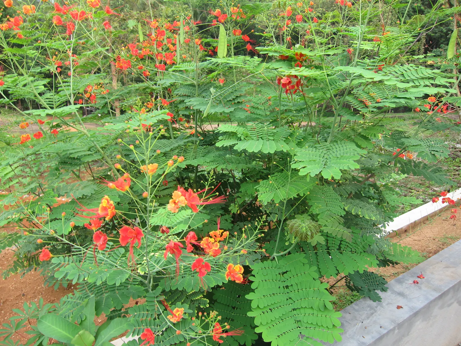 Red Bird Of Paradise (Caesalpinia Pulcherrima) — Pruning encourages denser growth and more blooms, creating a breathtaking focal point in any, image 80