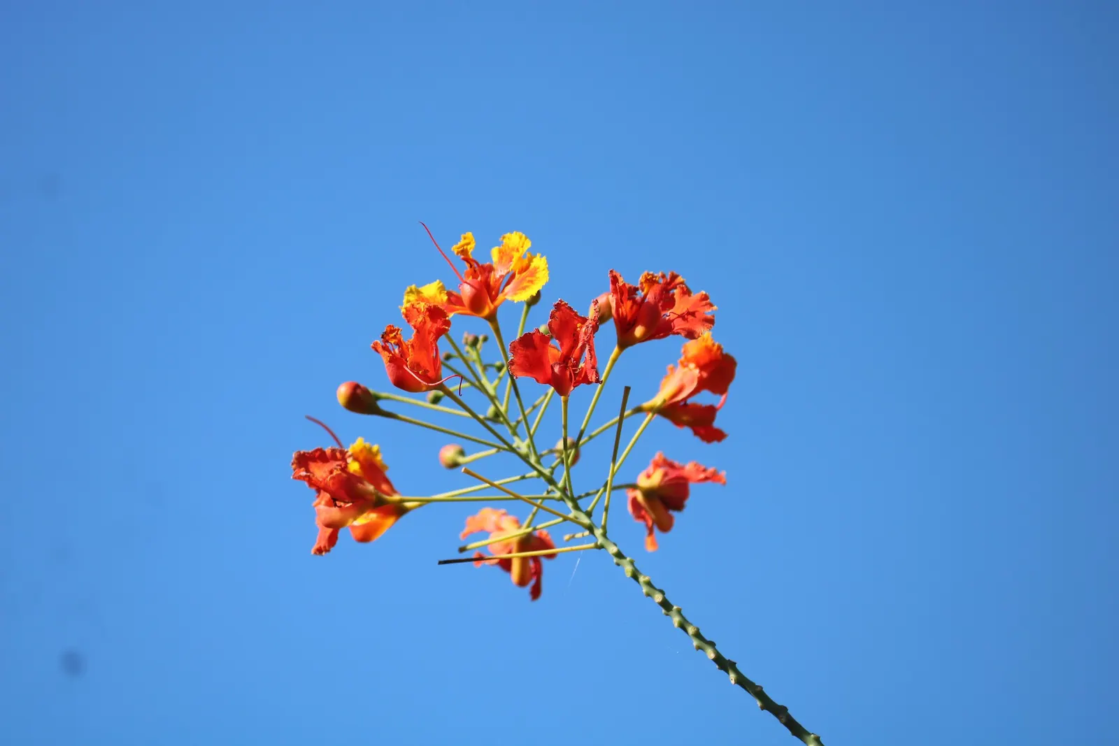 Red Bird Of Paradise (Caesalpinia Pulcherrima) — providing a delicate backdrop to the vibrant flowers