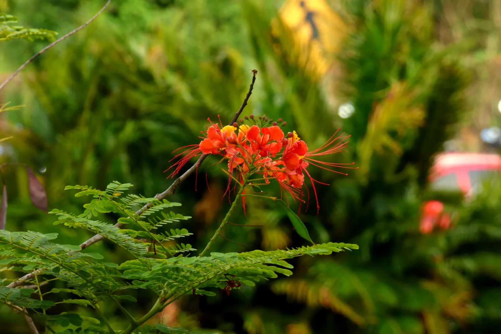 Red Bird Of Paradise (Caesalpinia Pulcherrima) — Standing at a mature height between 6 to 10 feet with a similar spread; this plant provides a, image 83