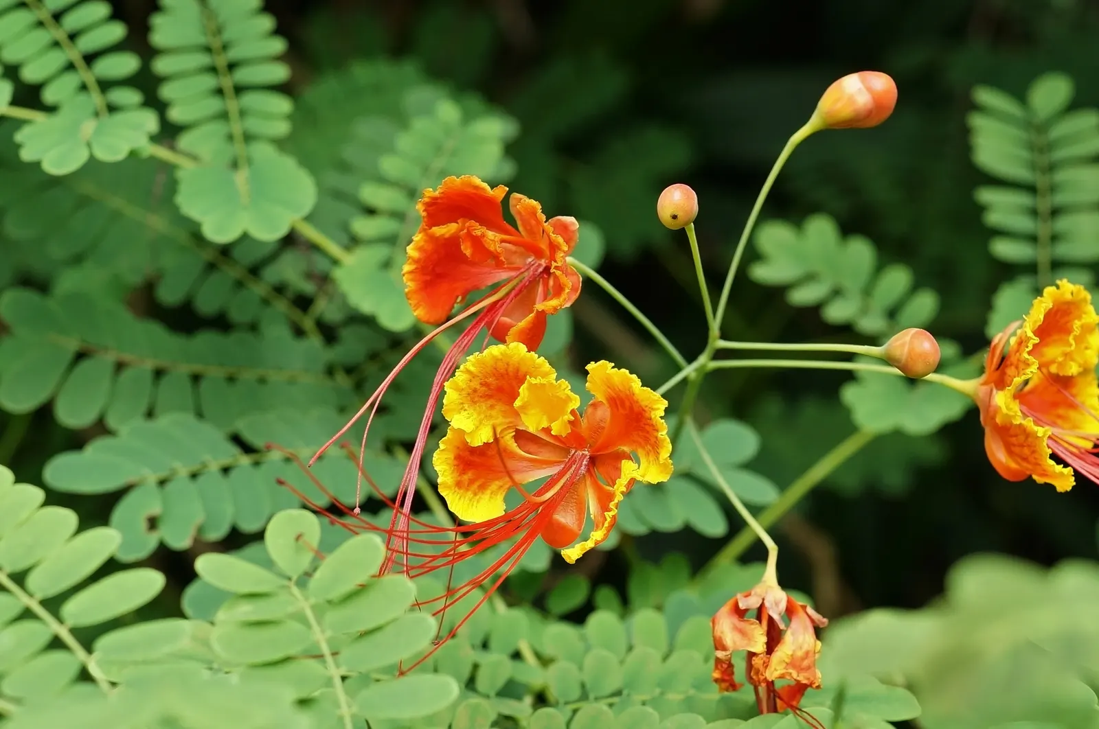 Red Bird Of Paradise (Caesalpinia Pulcherrima) — During the first growing season; ideally amounting to around 1 inch of water weekly, image 51