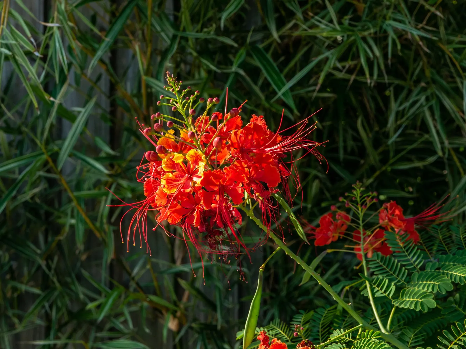 Red Bird Of Paradise (Caesalpinia Pulcherrima) — adding a lively splash of orange, image 48