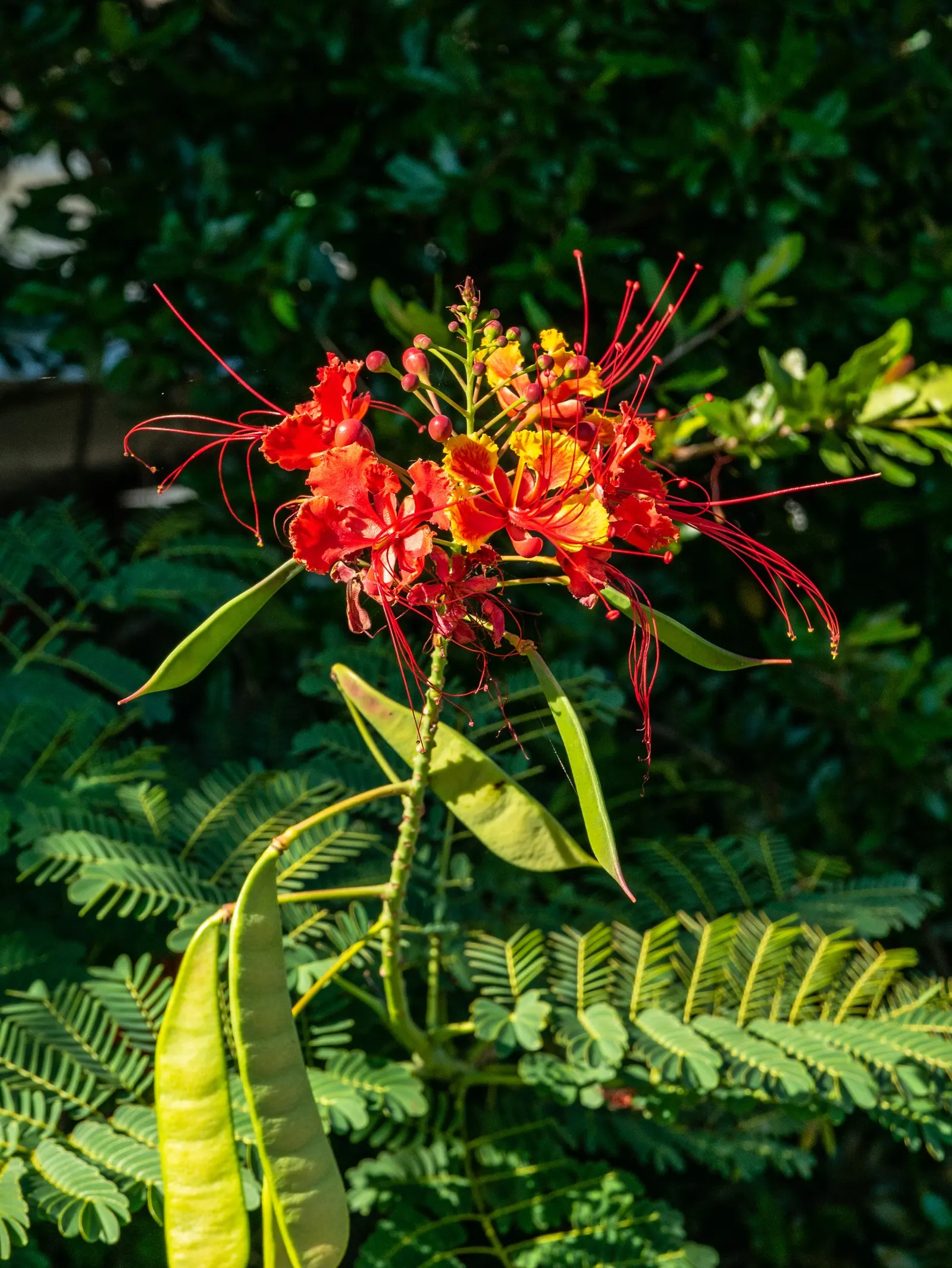 Red Bird Of Paradise (Caesalpinia Pulcherrima) — adding to the ecological value of the landscape; providing a delicate backdrop to the vibrant, image 130