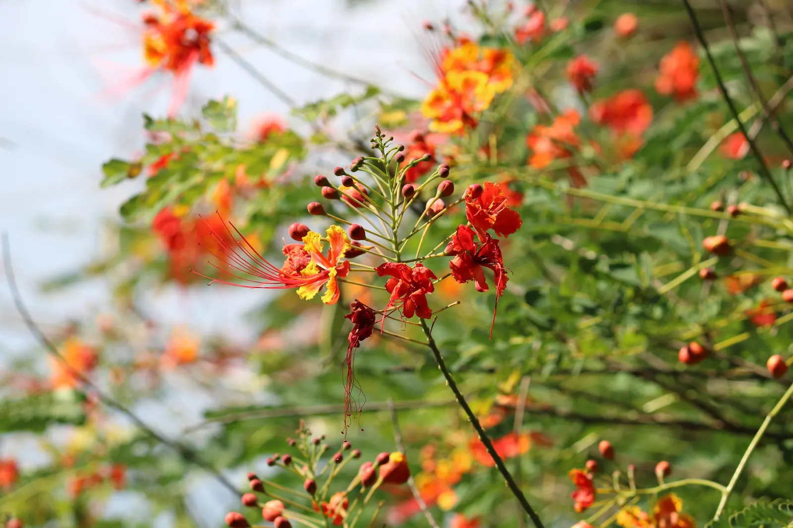 Red Bird Of Paradise (Caesalpinia Pulcherrima) — It thrives in USDA zones 9 to 11 and flourishes under the full sun