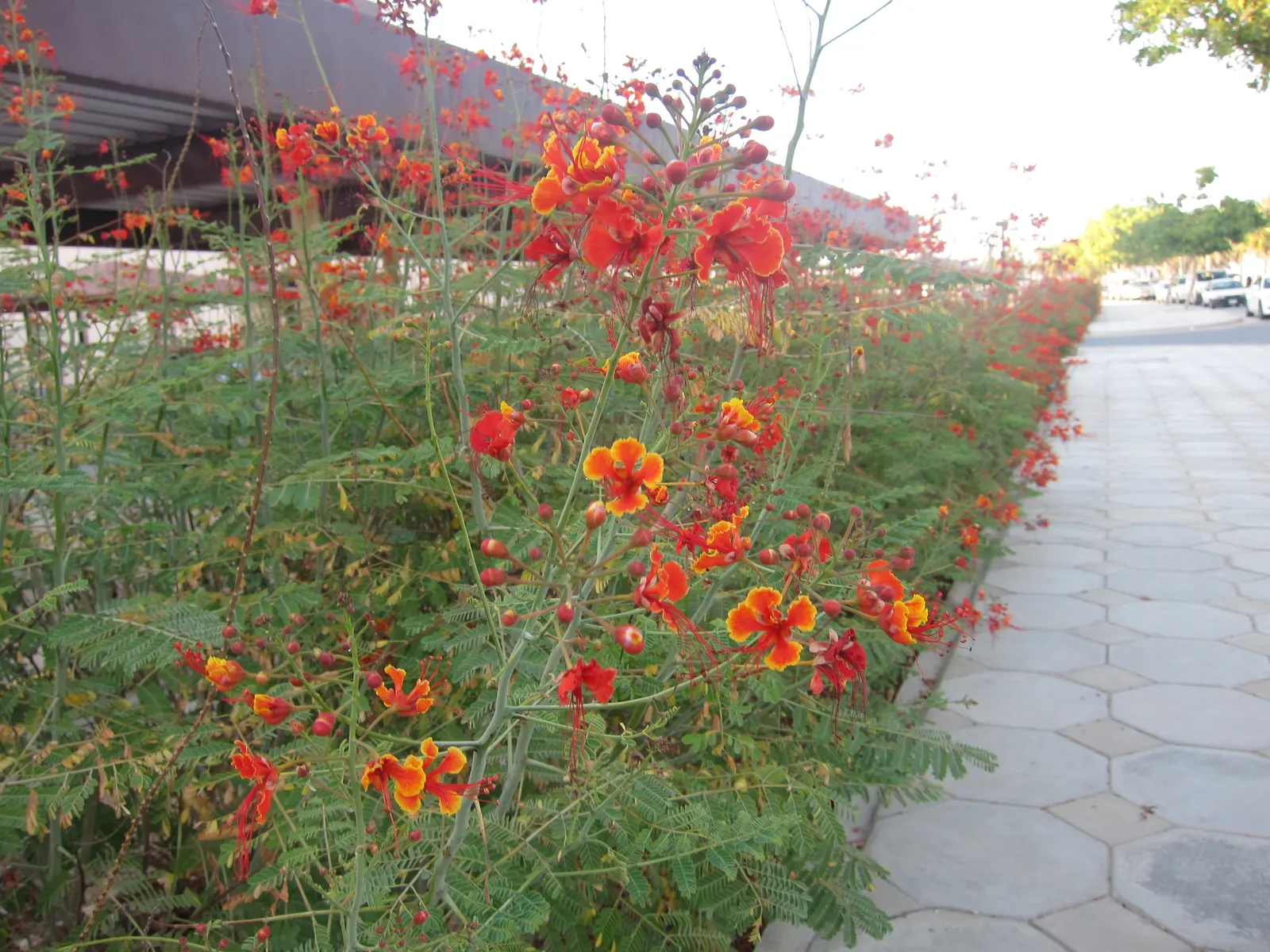 Red Bird Of Paradise (Caesalpinia Pulcherrima) — It thrives in USDA zones 9 to 11 and flourishes under the full sun; low maintenance and, image 85