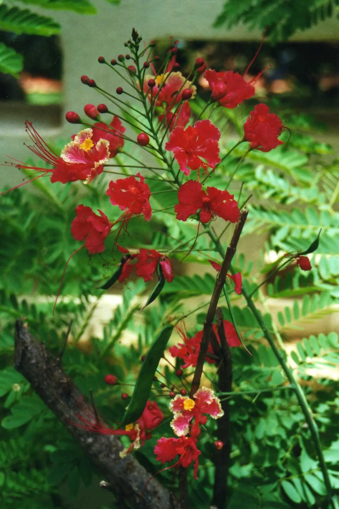 Red Bird Of Paradise (Caesalpinia Pulcherrima) — For optimal display and health; standing at a mature height between 6 to 10 feet with a similar spread