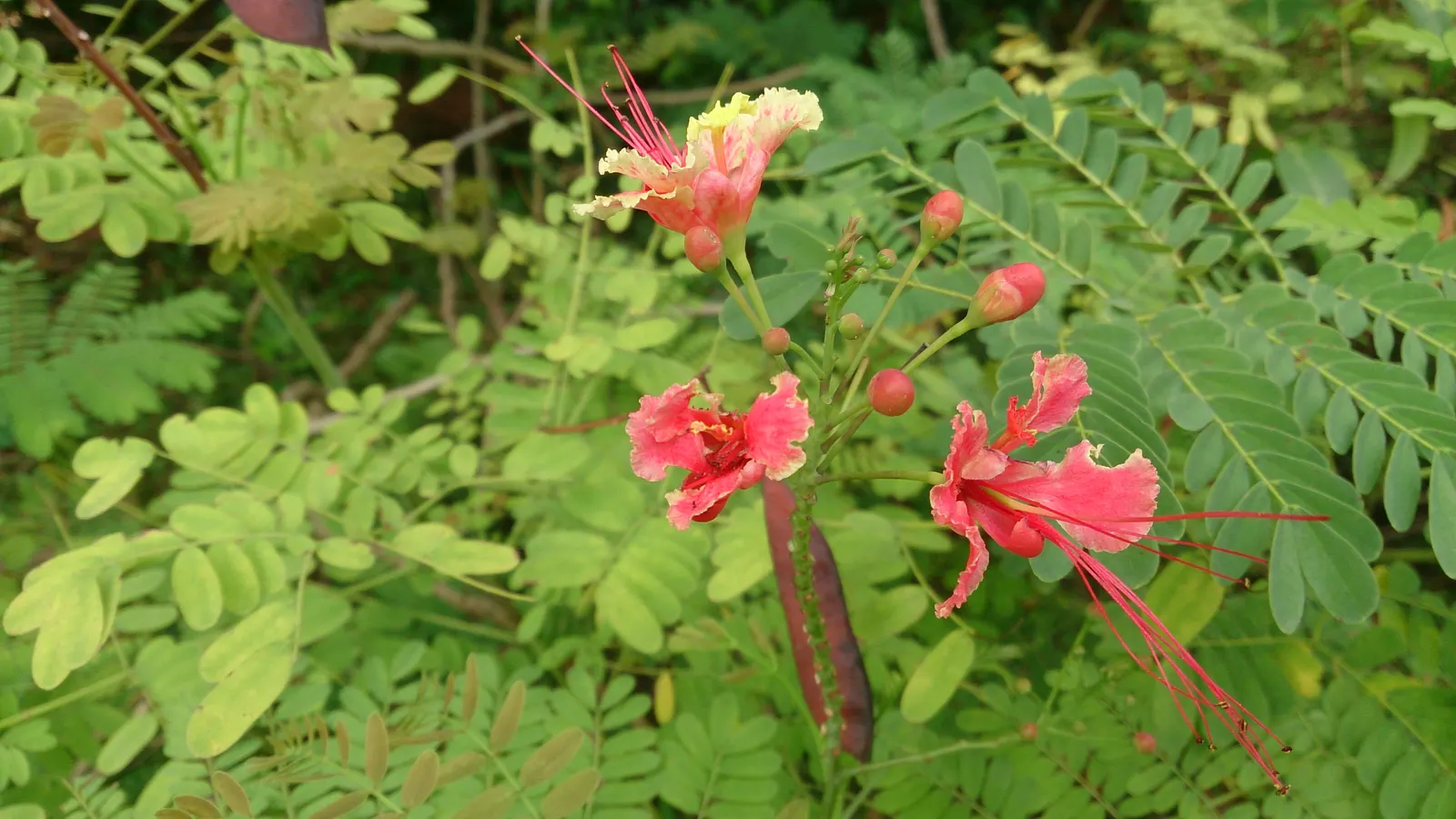Red Bird Of Paradise (Caesalpinia Pulcherrima) — adding a lively splash of orange, image 67
