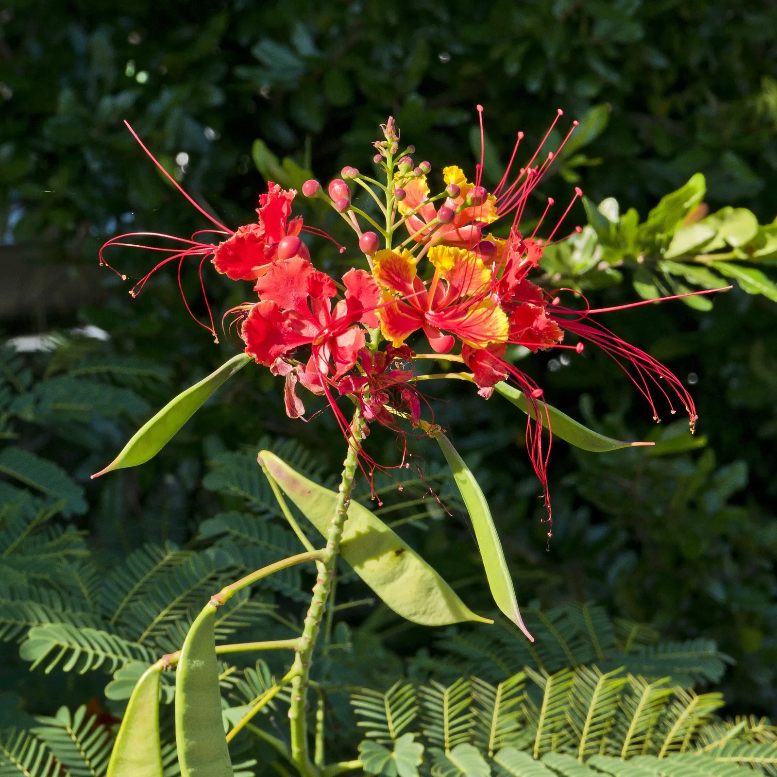 Red Bird Of Paradise (Caesalpinia Pulcherrima) — flourishing up to 5 feet tall and wide; pruning encourages denser growth and more blooms, creating, image 115