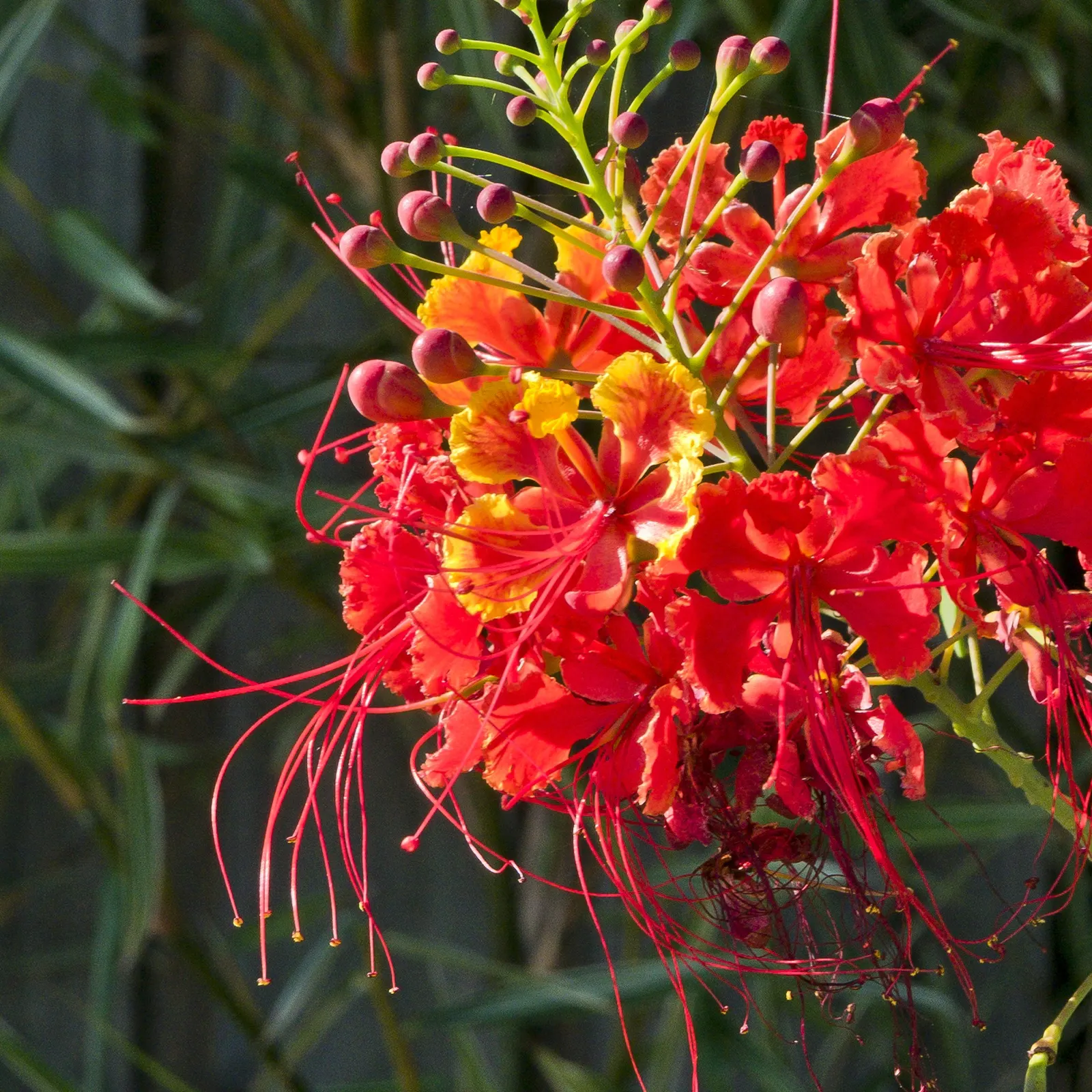 Red Bird Of Paradise (Caesalpinia Pulcherrima) — Standing at a mature height between 6 to 10 feet with a similar spread; this plant provides a medium-sized