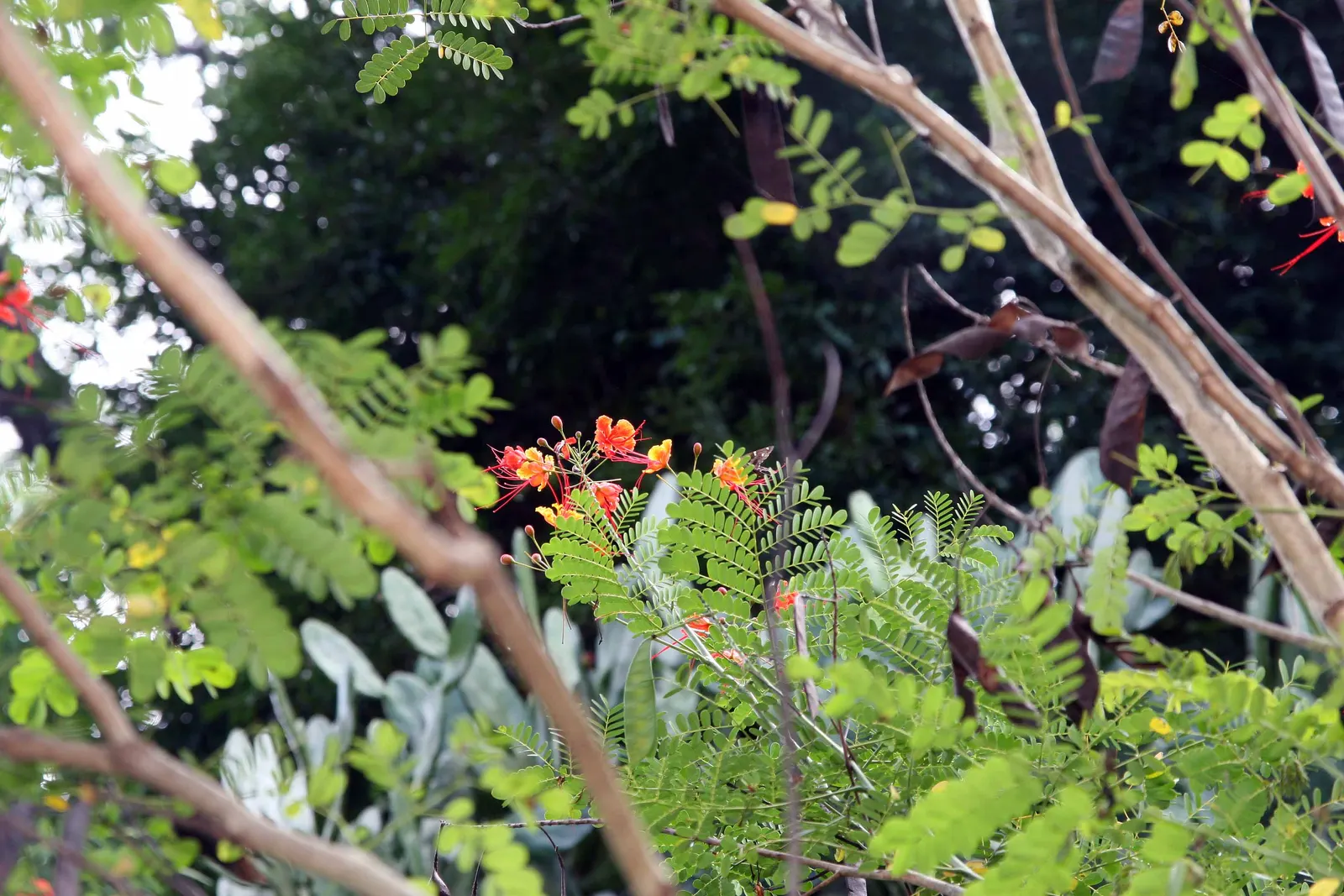 Red Bird Of Paradise (Caesalpinia Pulcherrima) — It thrives in USDA zones 9 to 11 and flourishes under the full sun; low maintenance and drought-resistant