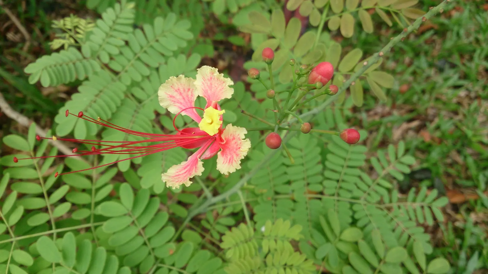 Red Bird Of Paradise (Caesalpinia Pulcherrima) — For optimal display and health; standing at a mature height between 6 to 10 feet with a similar, image 91