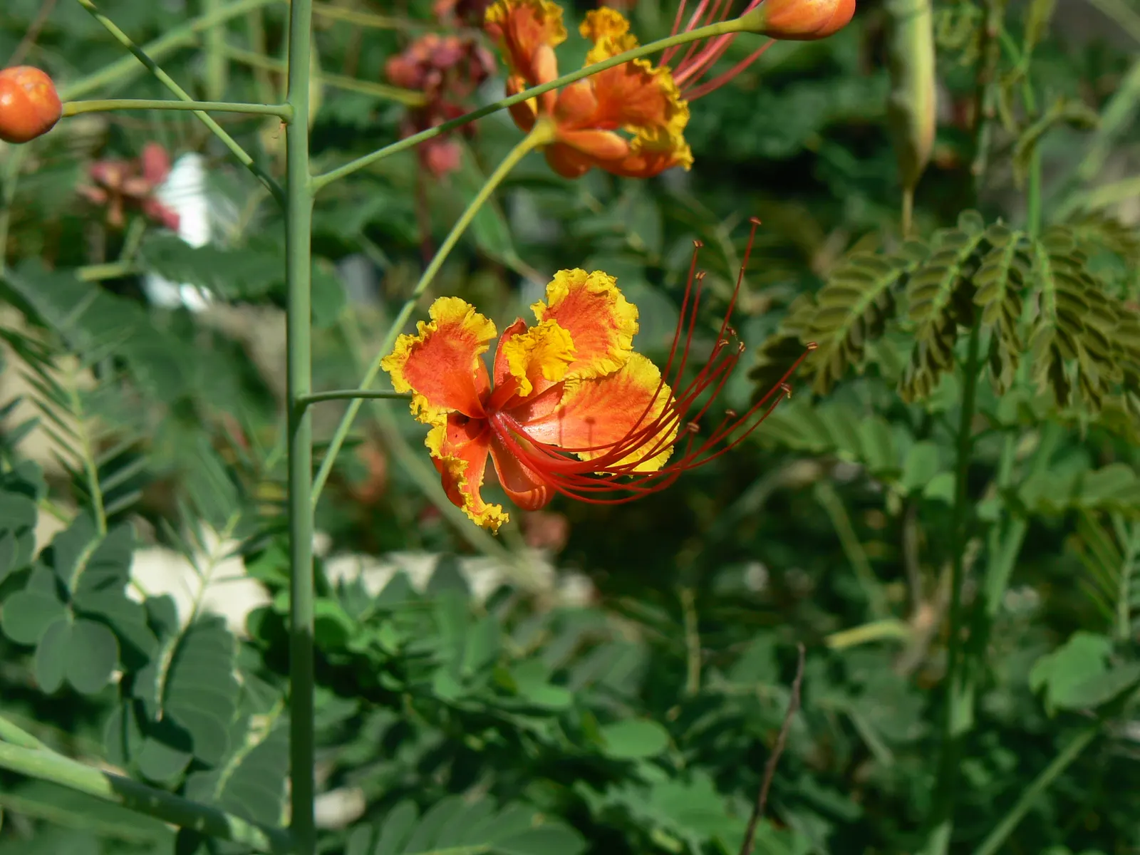 Red Bird Of Paradise (Caesalpinia Pulcherrima) — adding a lively splash of orange