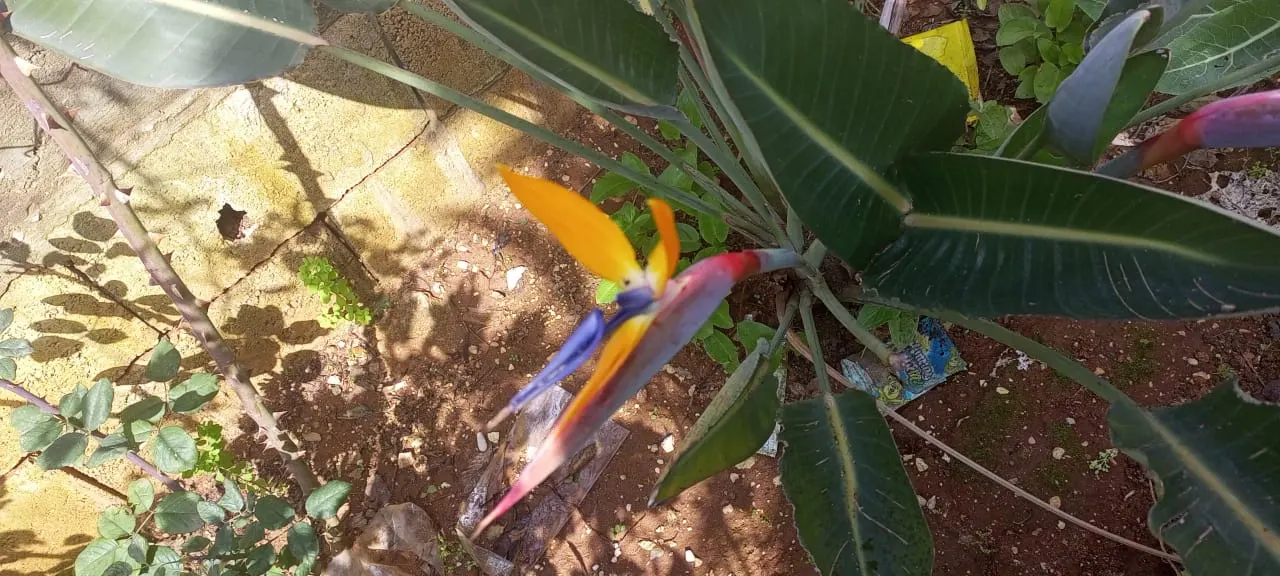 Red Bird Of Paradise (Caesalpinia Pulcherrima) — Low maintenance and drought-resistant, it's ideal for a warm, sunny landscape spot; shrub with, image 60