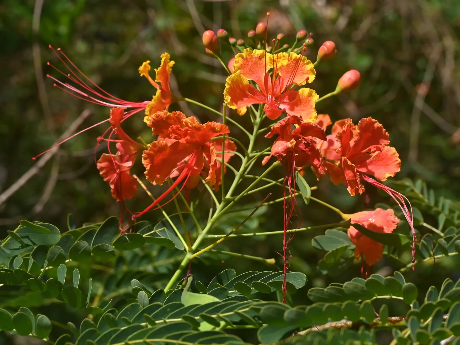 Red Bird Of Paradise (Caesalpinia Pulcherrima) — the Red Bird of Paradise requires well-drained soil and moderate watering; multi-colored and, image 106