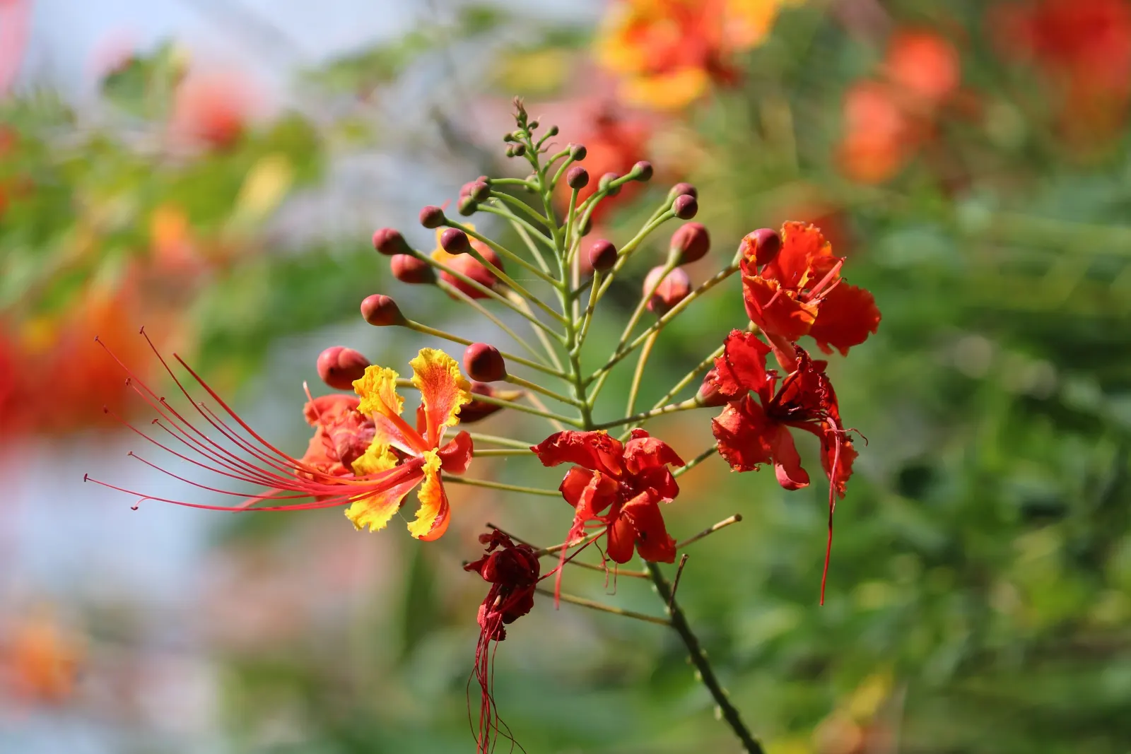Red Bird Of Paradise (Caesalpinia Pulcherrima) — shrub for full; adding to the ecological value of the landscape