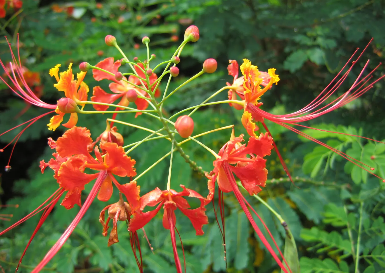 Red Bird Of Paradise (Caesalpinia Pulcherrima) — Standing at a mature height between 6 to 10 feet with a similar spread; this plant provides a, image 64