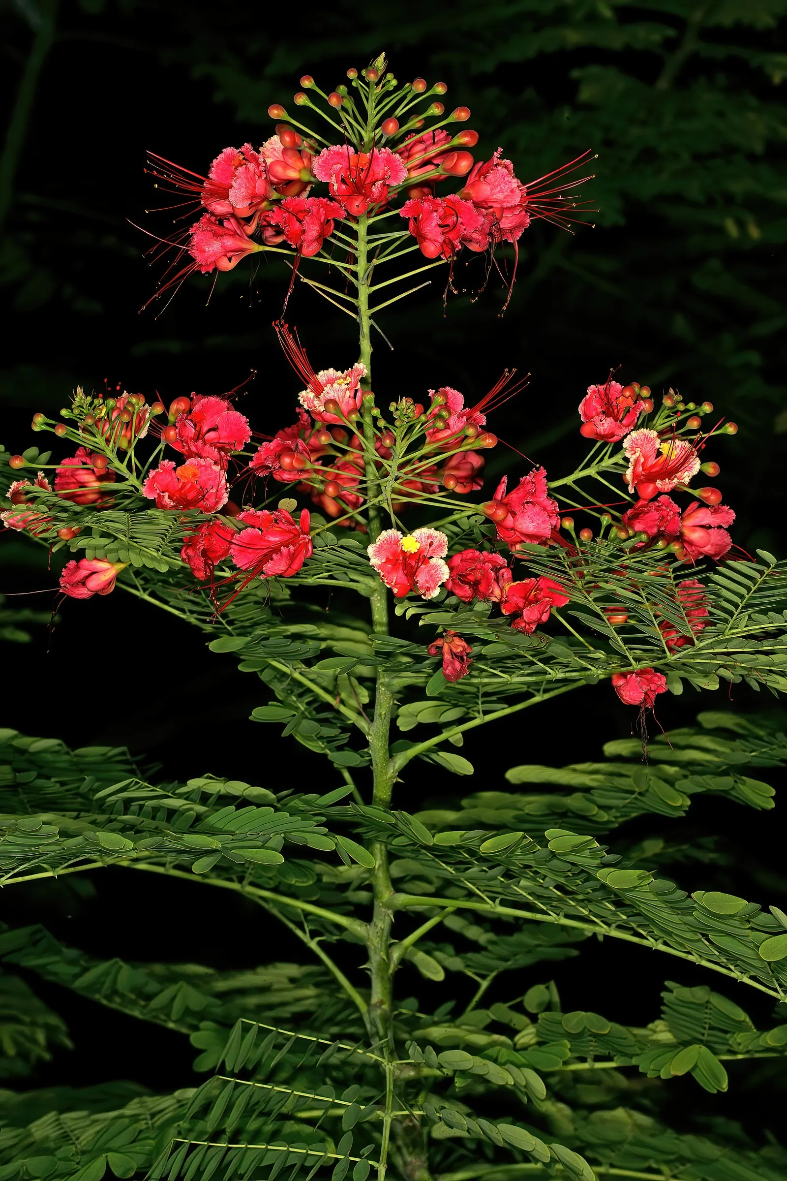 Red Bird Of Paradise (Caesalpinia Pulcherrima) — Standing at a mature height between 6 to 10 feet with a similar spread; this plant provides a, image 45
