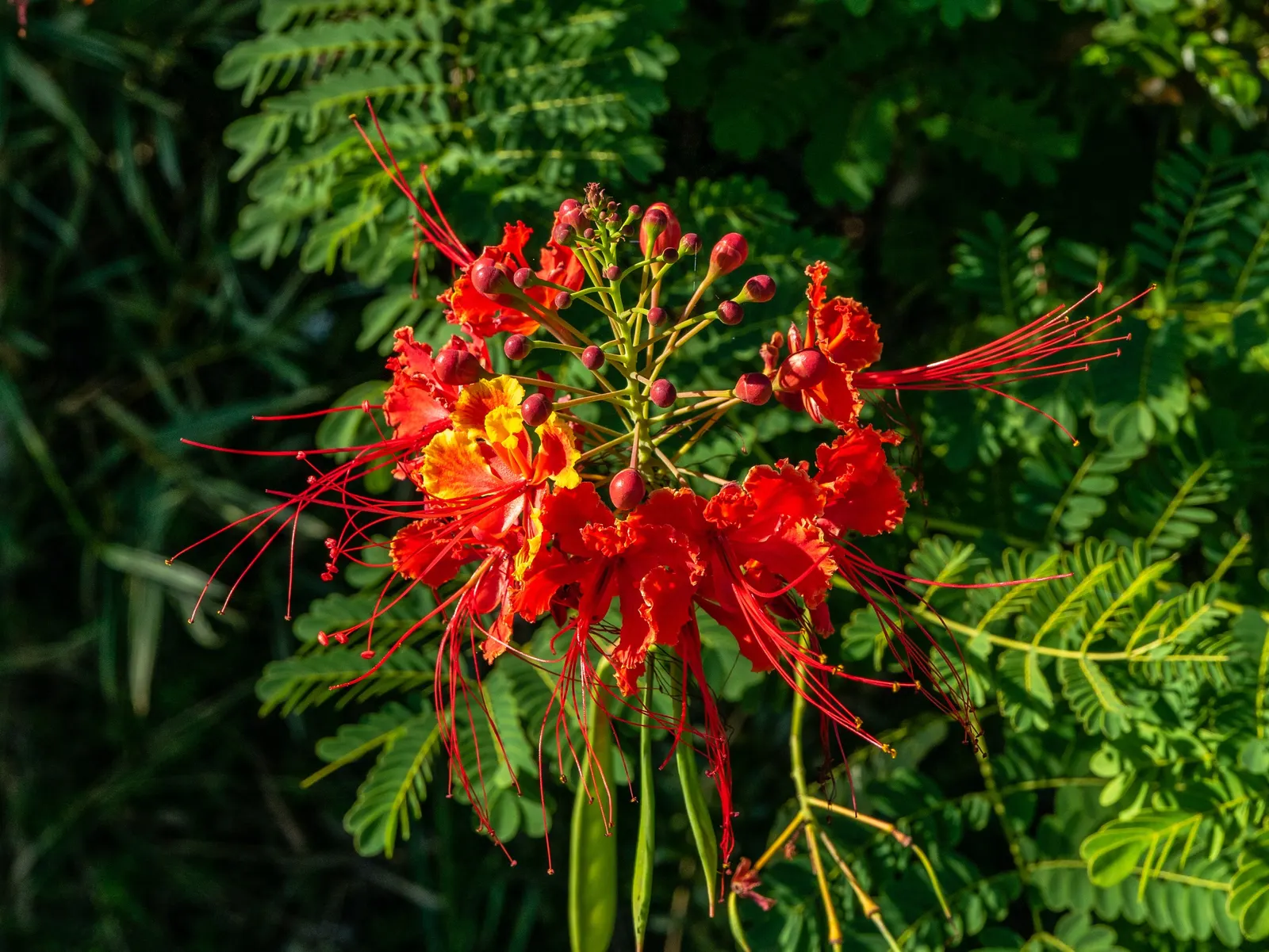 Red Bird Of Paradise (Caesalpinia Pulcherrima) — providing a delicate backdrop to the vibrant flowers; shrub for full, image 90
