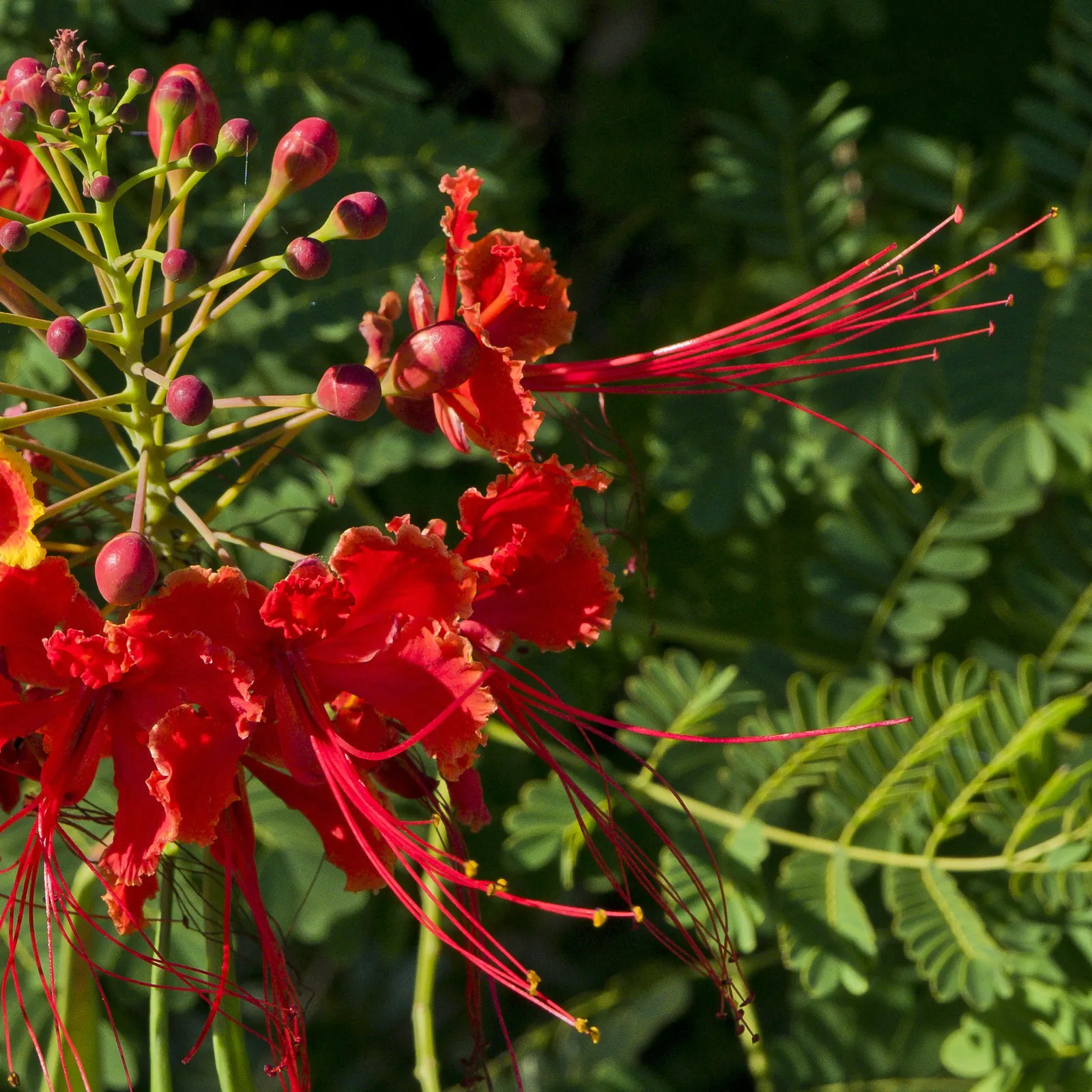Red Bird Of Paradise (Caesalpinia Pulcherrima) — Low maintenance and drought-resistant, it's ideal for a warm, sunny landscape spot