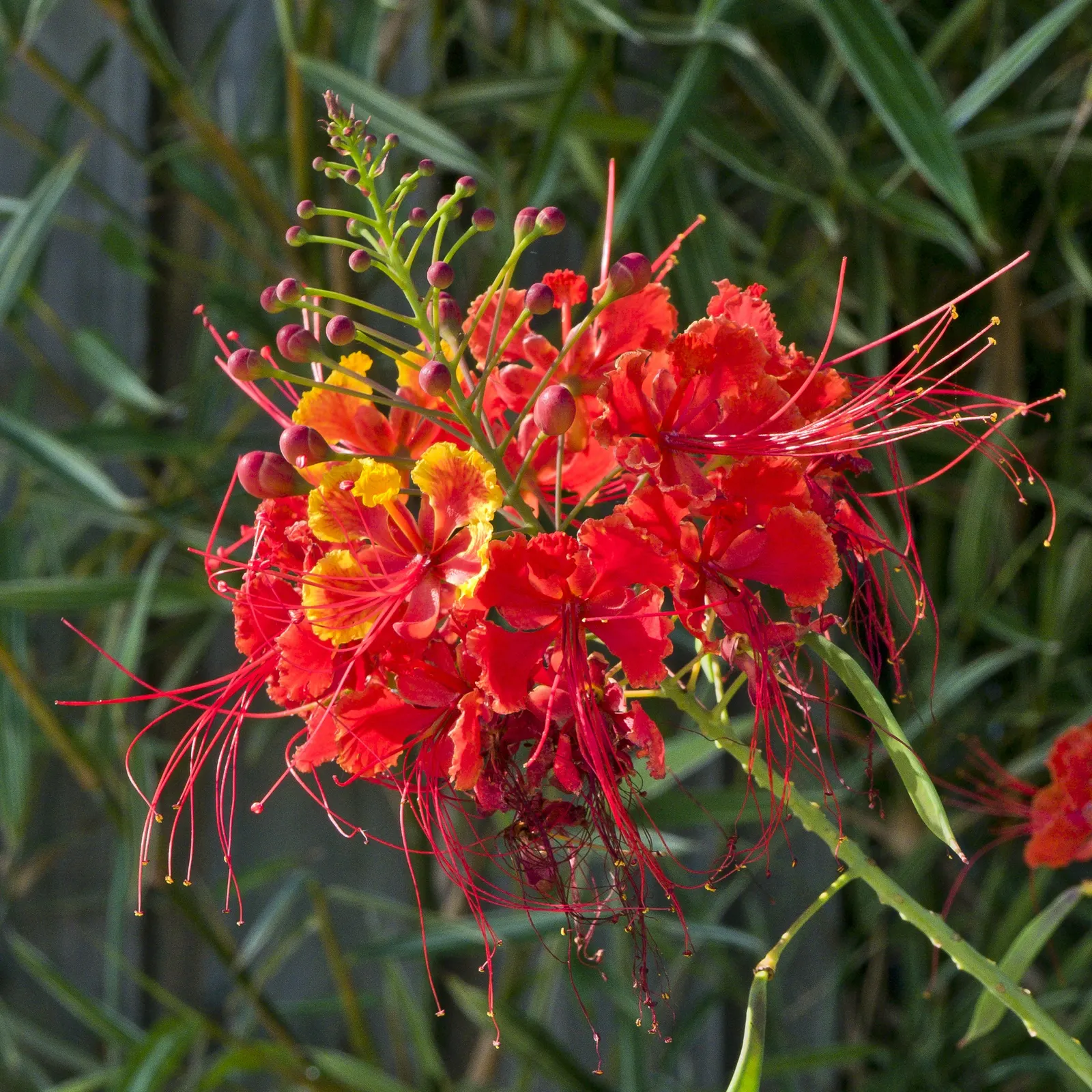 Red Bird Of Paradise (Caesalpinia Pulcherrima) — During the first growing season; ideally amounting to around 1 inch of water weekly, image 89