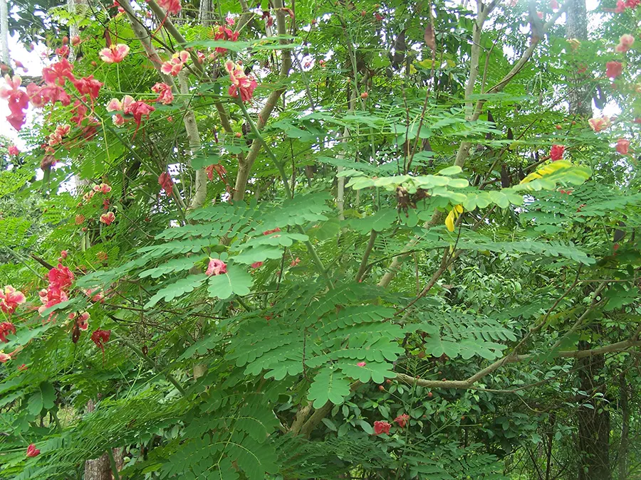 Red Bird Of Paradise (Caesalpinia Pulcherrima) — During the first growing season; ideally amounting to around 1 inch of water weekly, image 70