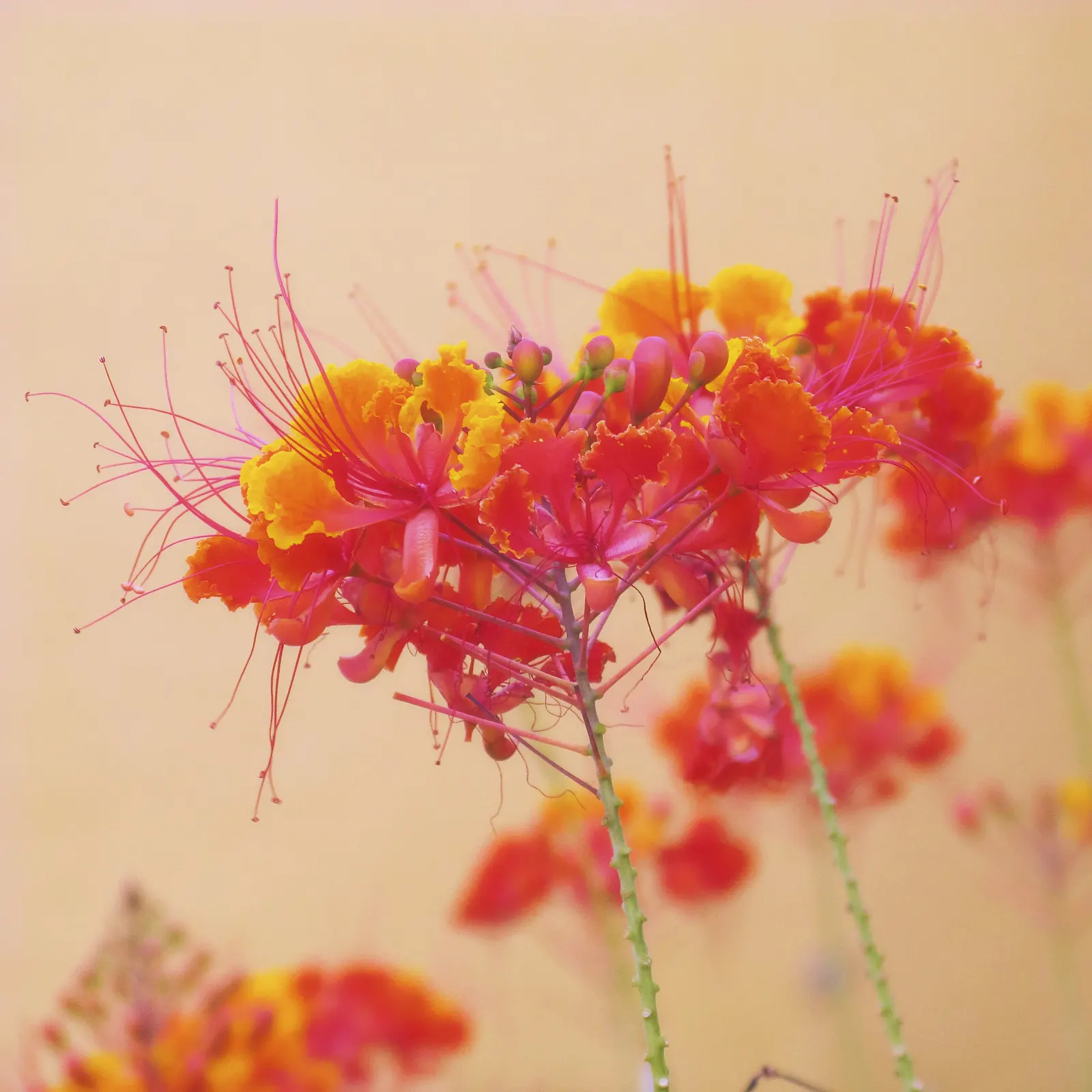 Red Bird Of Paradise (Caesalpinia Pulcherrima) — Pruning encourages denser growth and more blooms, creating a breathtaking focal point in any, image 99
