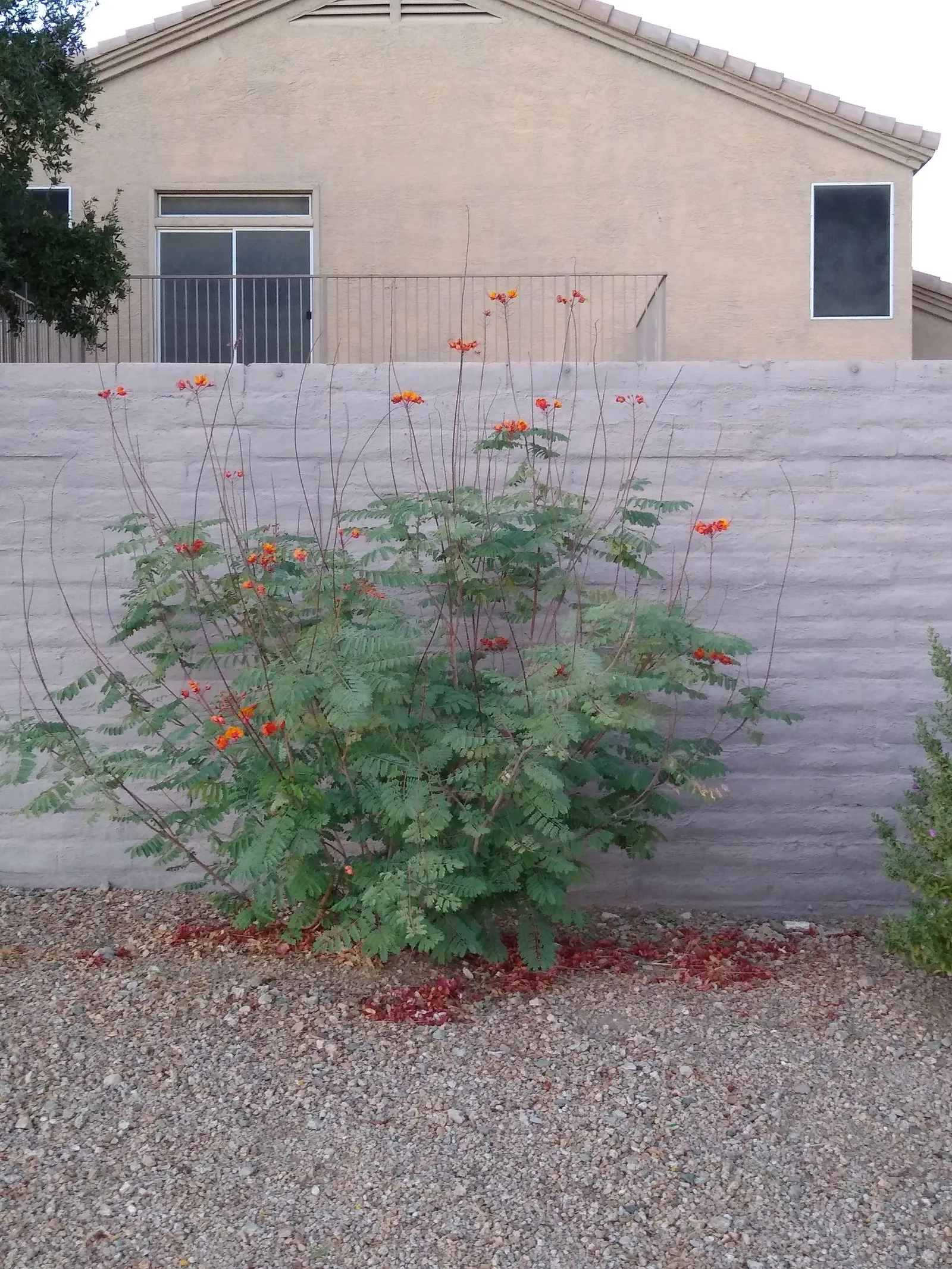 Red Bird Of Paradise (Caesalpinia Pulcherrima) — For optimal display and health; standing at a mature height between 6 to 10 feet with a similar, image 110