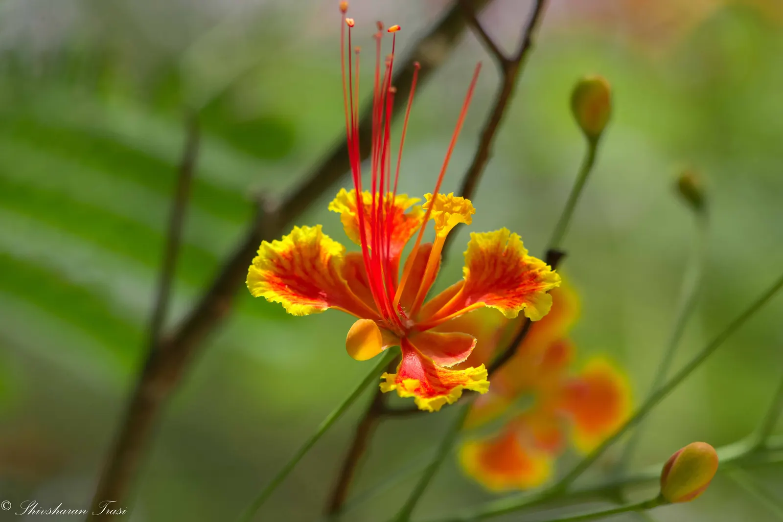 Red Bird Of Paradise (Caesalpinia Pulcherrima) — During the first growing season; ideally amounting to around 1 inch of water weekly, image 127