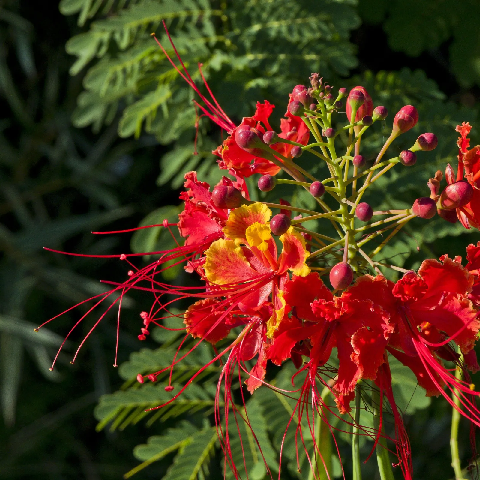 Red Bird Of Paradise (Caesalpinia Pulcherrima) — shrub with multi-colored and orange and red blooms; it thrives in USDA zones 9 to 11 and flourishes under the