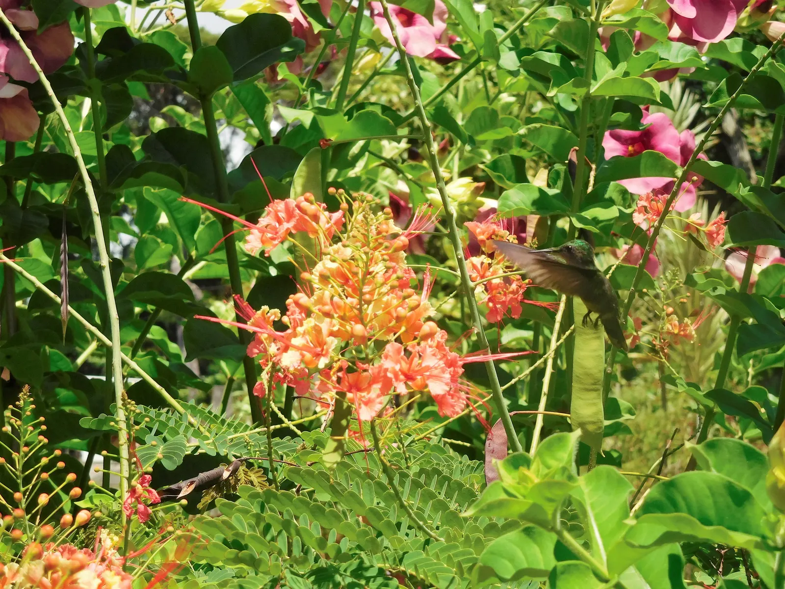 Red Bird Of Paradise (Caesalpinia Pulcherrima) — shrub for full